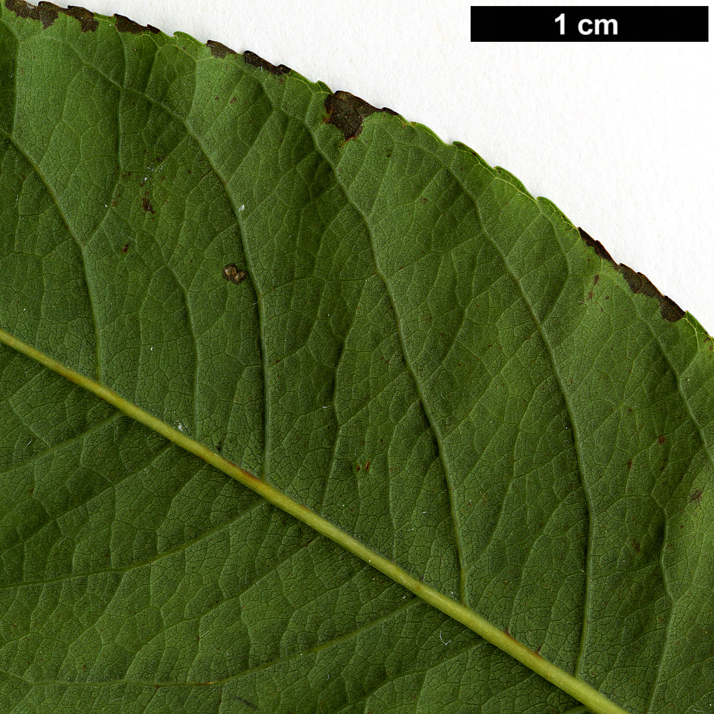 High resolution image: Family: Salicaceae - Genus: Salix - Taxon: eriocephala