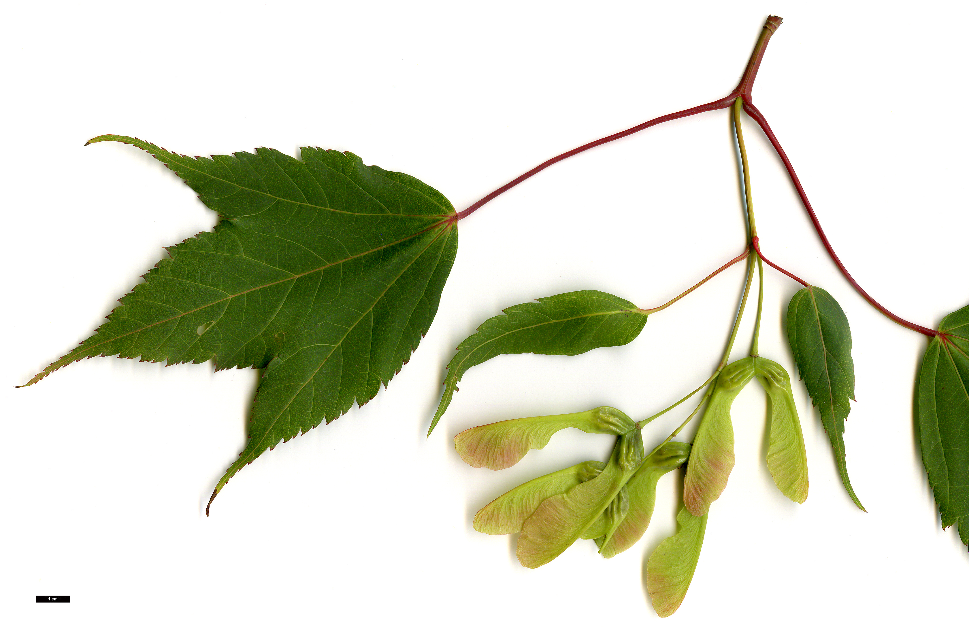 High resolution image: Family: Sapindaceae - Genus: Acer - Taxon: acuminatum