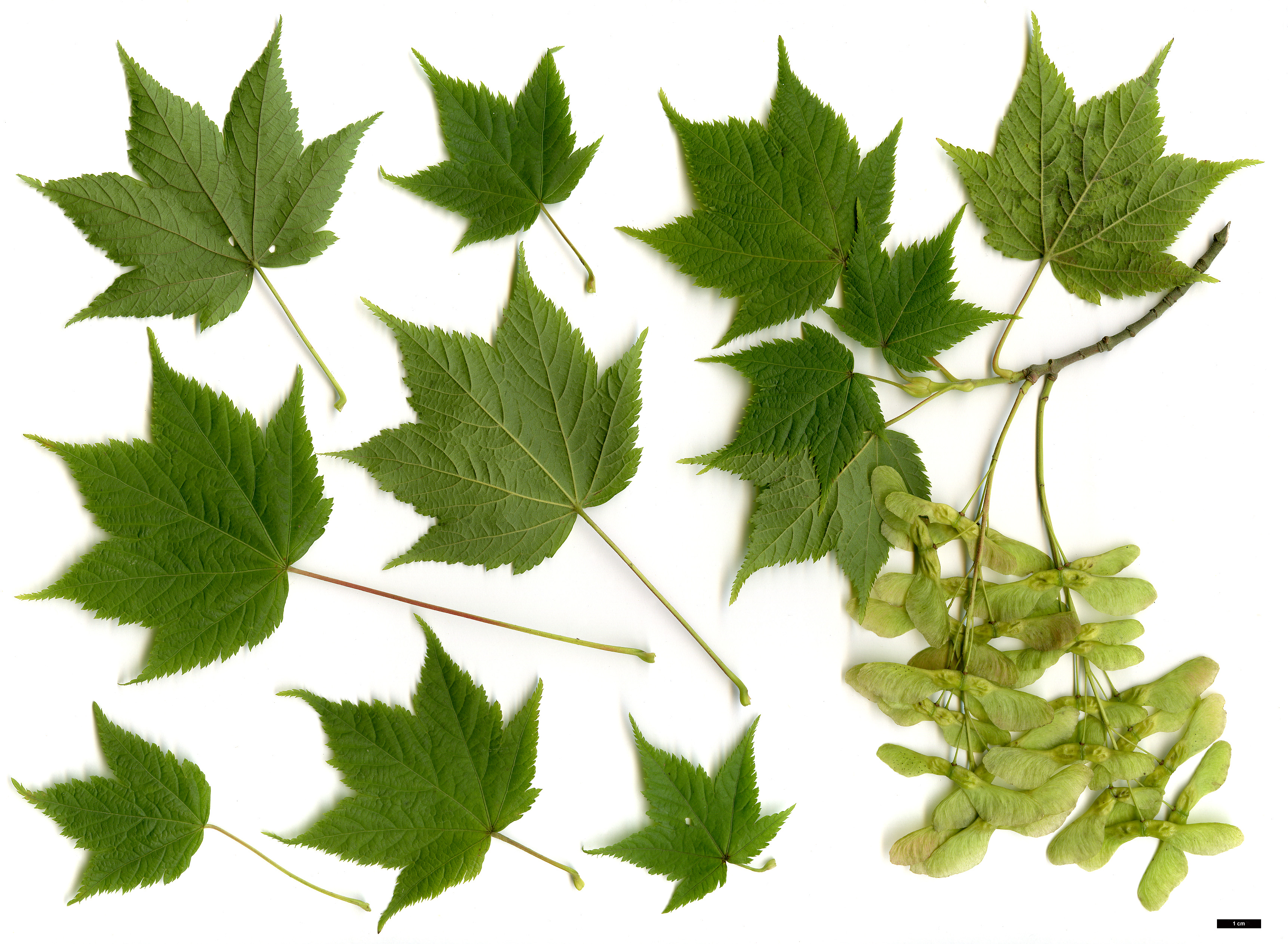 High resolution image: Family: Sapindaceae - Genus: Acer - Taxon: argutum