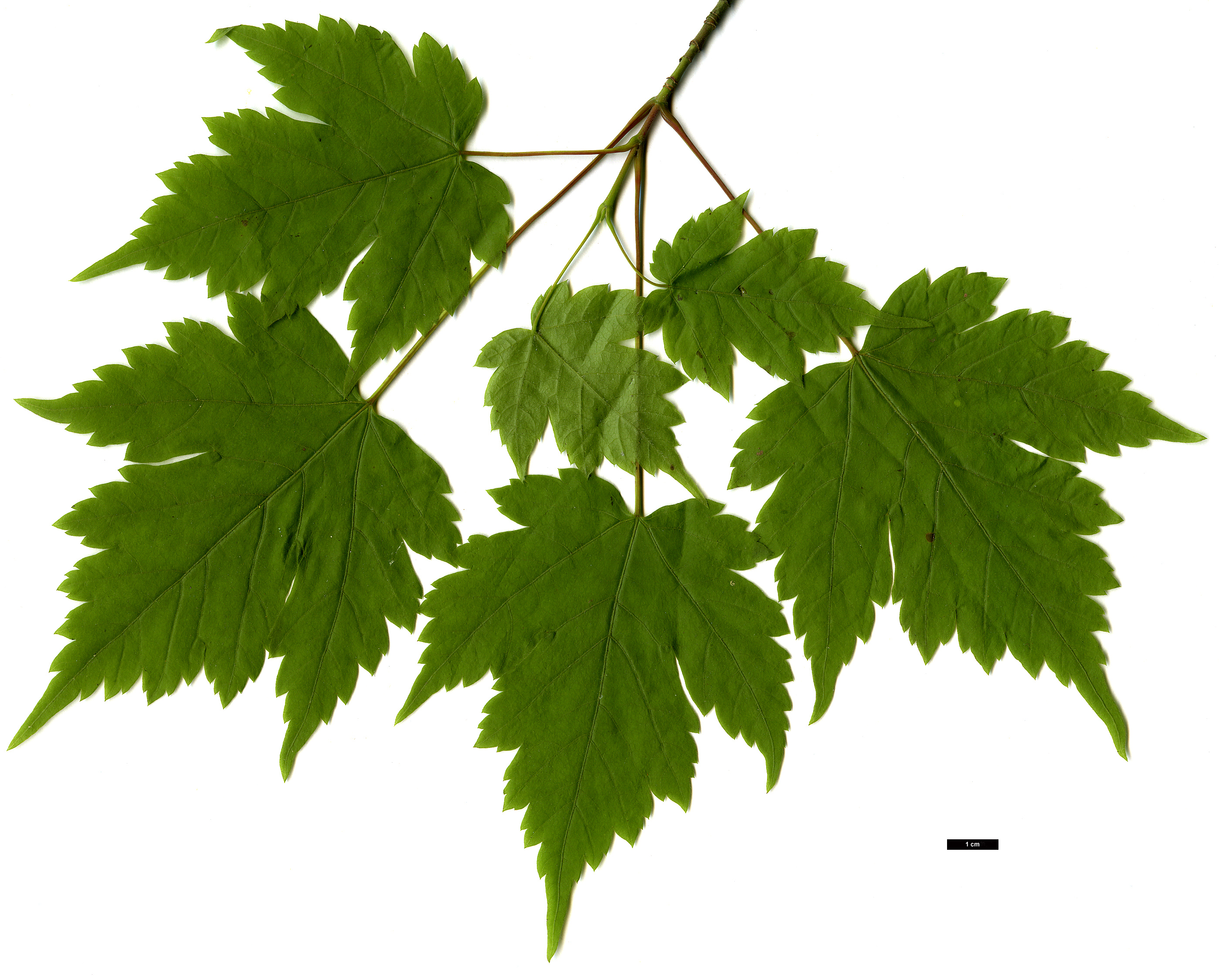 High resolution image: Family: Sapindaceae - Genus: Acer - Taxon: barbinerve