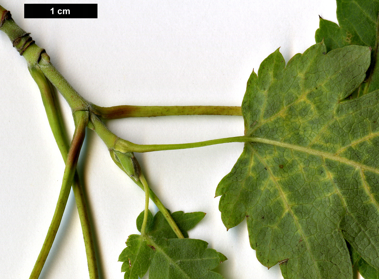 High resolution image: Family: Sapindaceae - Genus: Acer - Taxon: barbinerve