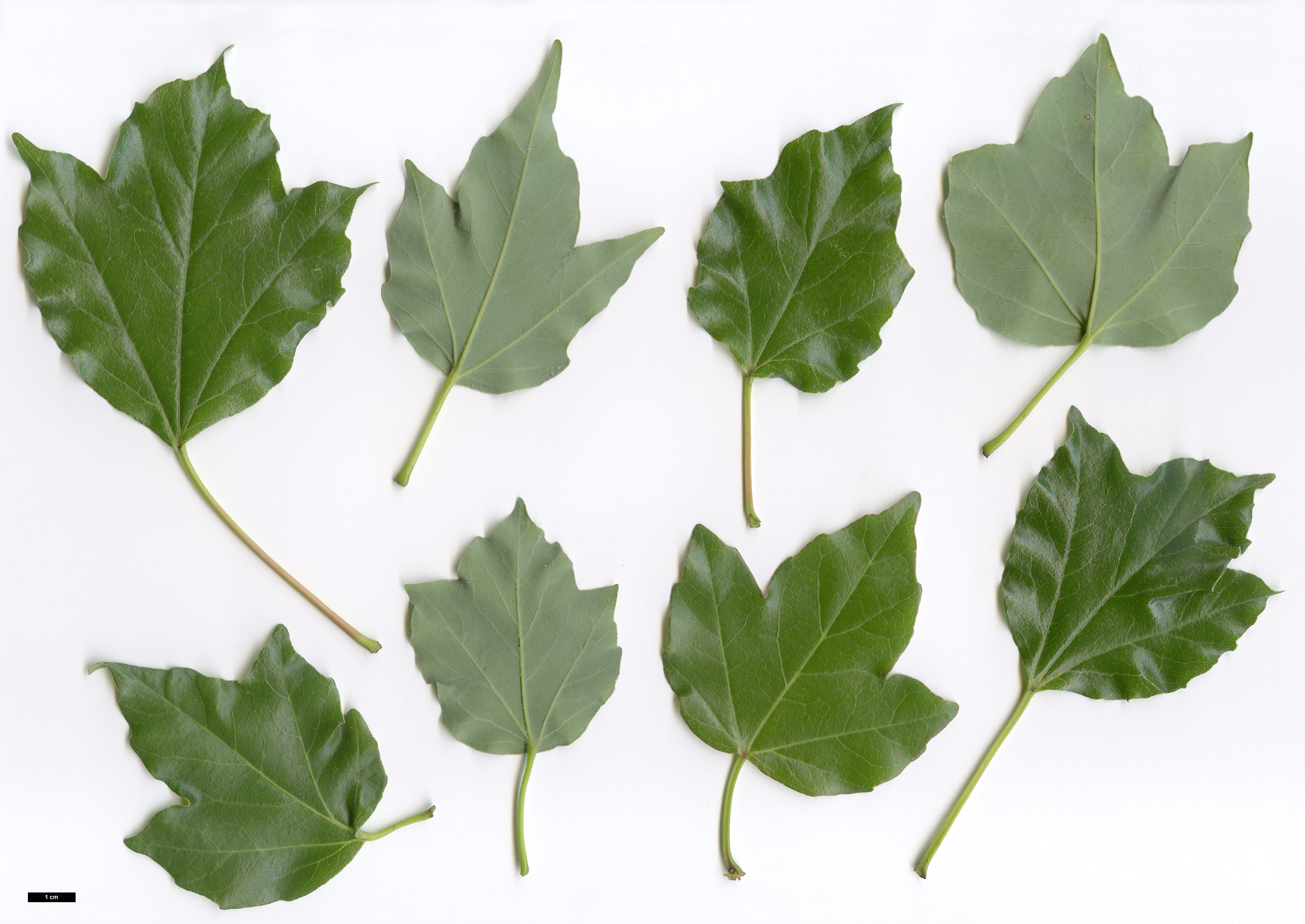 High resolution image: Family: Sapindaceae - Genus: Acer - Taxon: buergerianum
