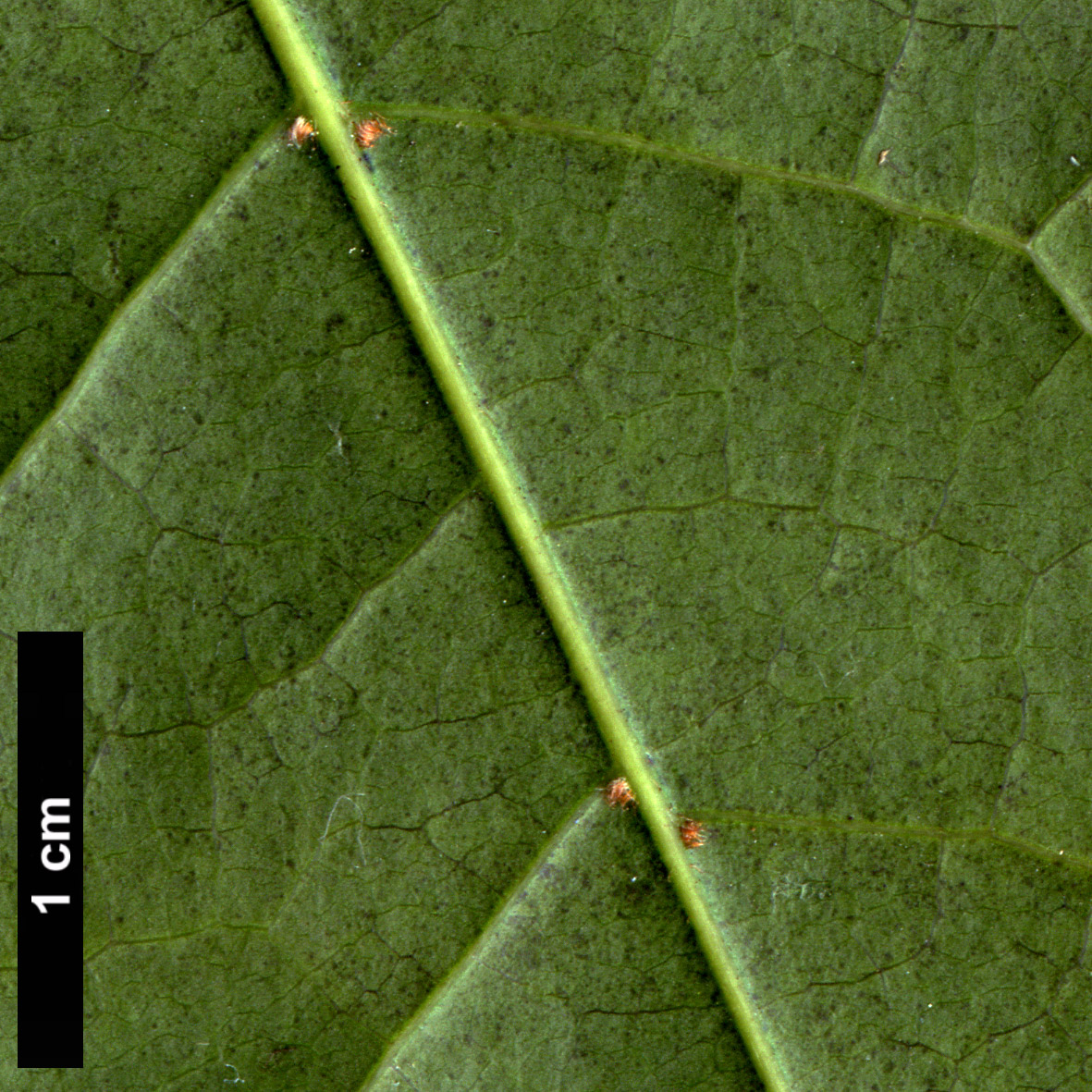High resolution image: Family: Sapindaceae - Genus: Acer - Taxon: calcaratum