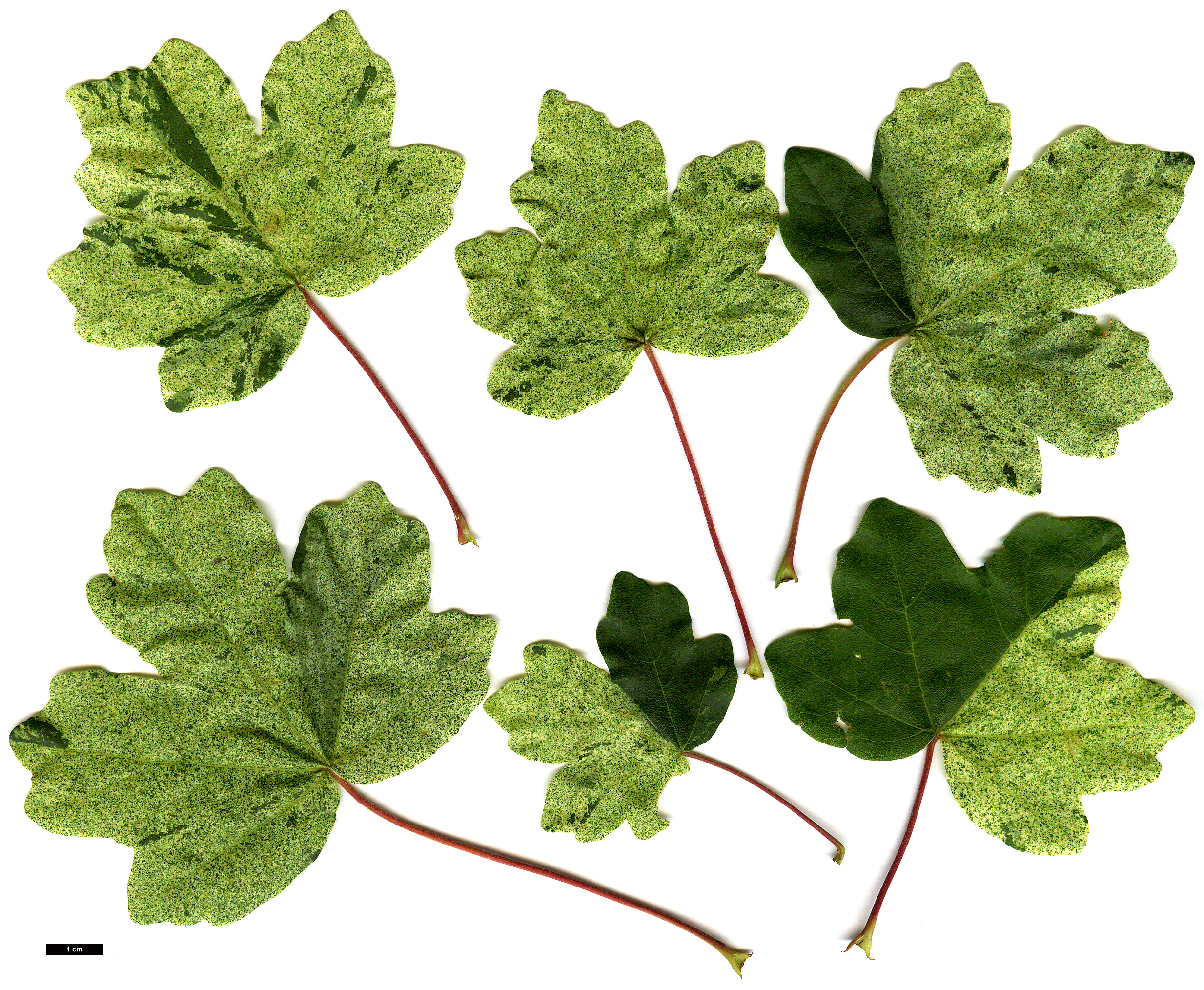High resolution image: Family: Sapindaceae - Genus: Acer - Taxon: campestre - SpeciesSub: 'Pulverulentum'