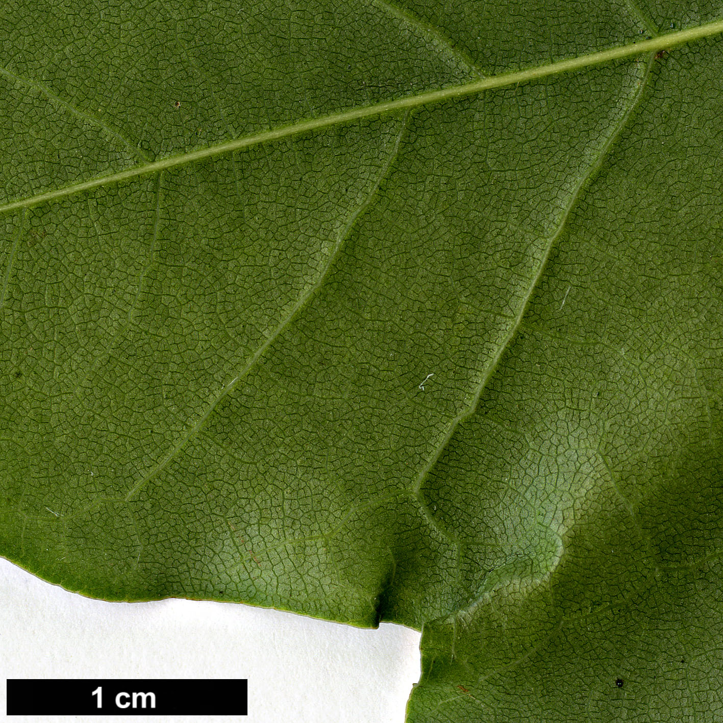 High resolution image: Family: Sapindaceae - Genus: Acer - Taxon: cappadocicum