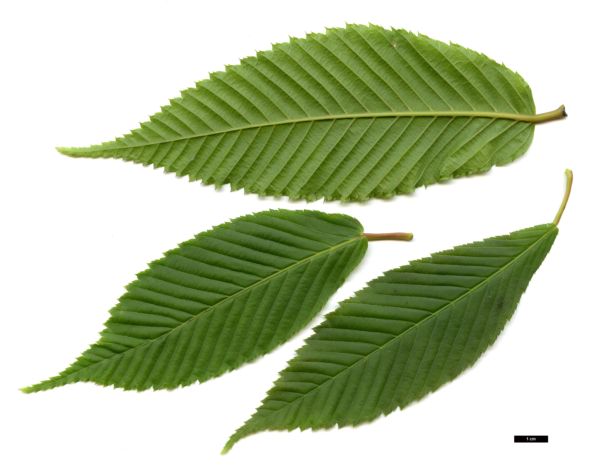 High resolution image: Family: Sapindaceae - Genus: Acer - Taxon: carpinifolium