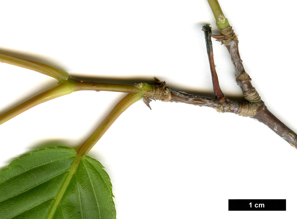 High resolution image: Family: Sapindaceae - Genus: Acer - Taxon: carpinifolium