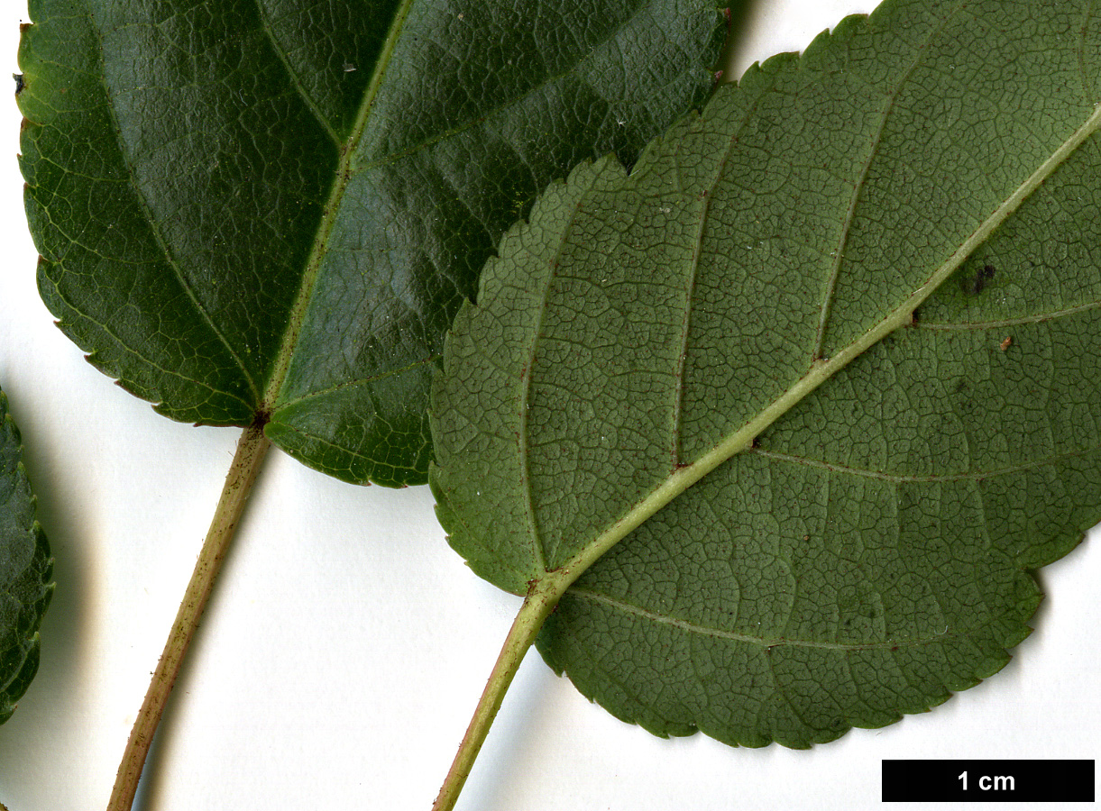 High resolution image: Family: Sapindaceae - Genus: Acer - Taxon: caudatifolium