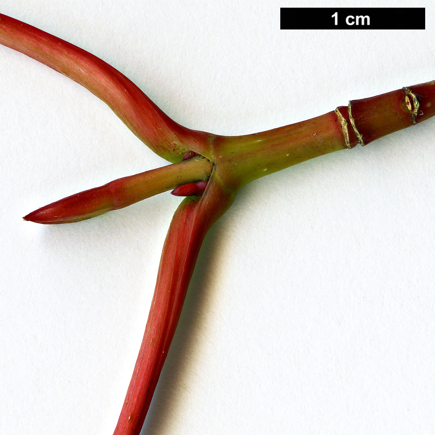 High resolution image: Family: Sapindaceae - Genus: Acer - Taxon: chienii