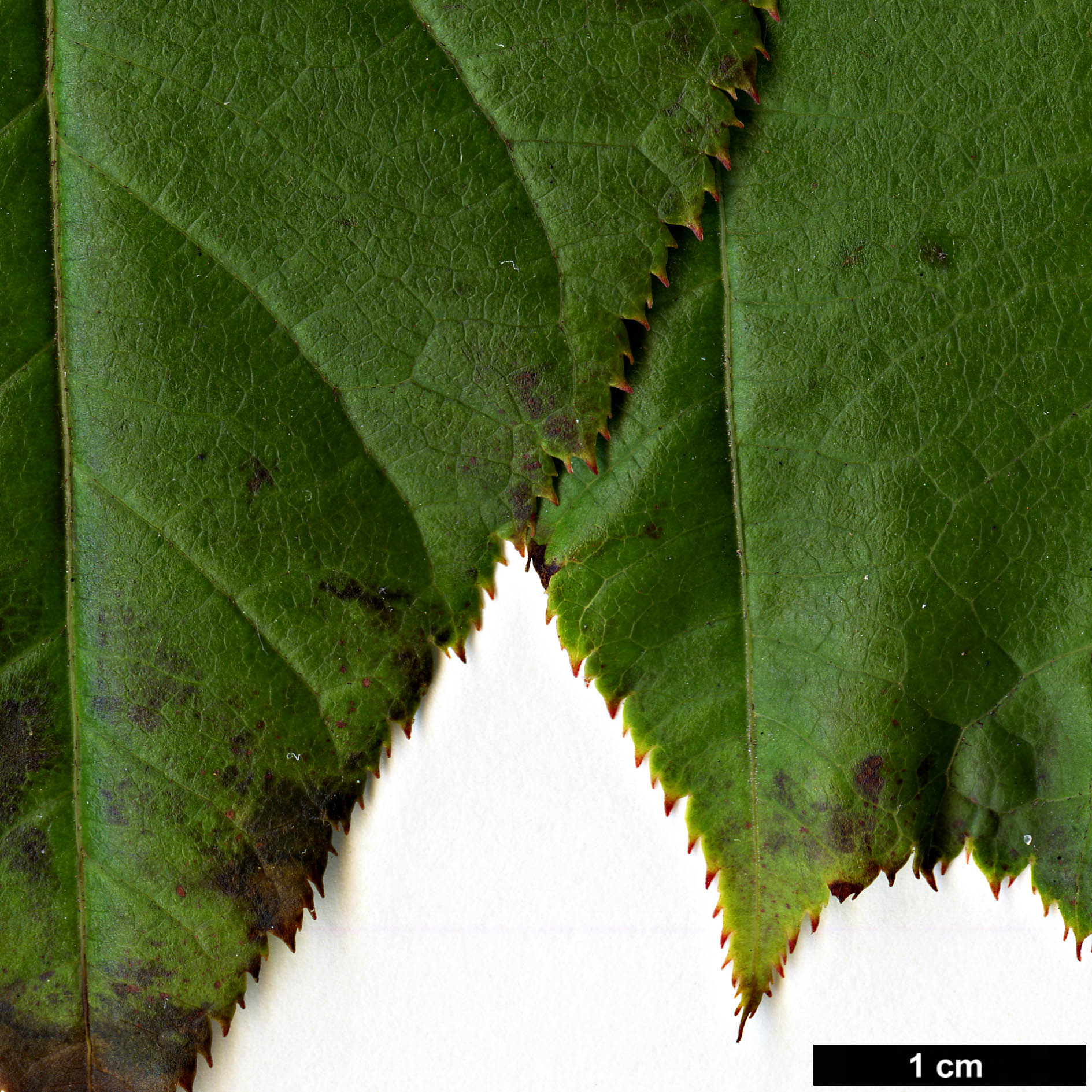 High resolution image: Family: Sapindaceae - Genus: Acer - Taxon: chienii