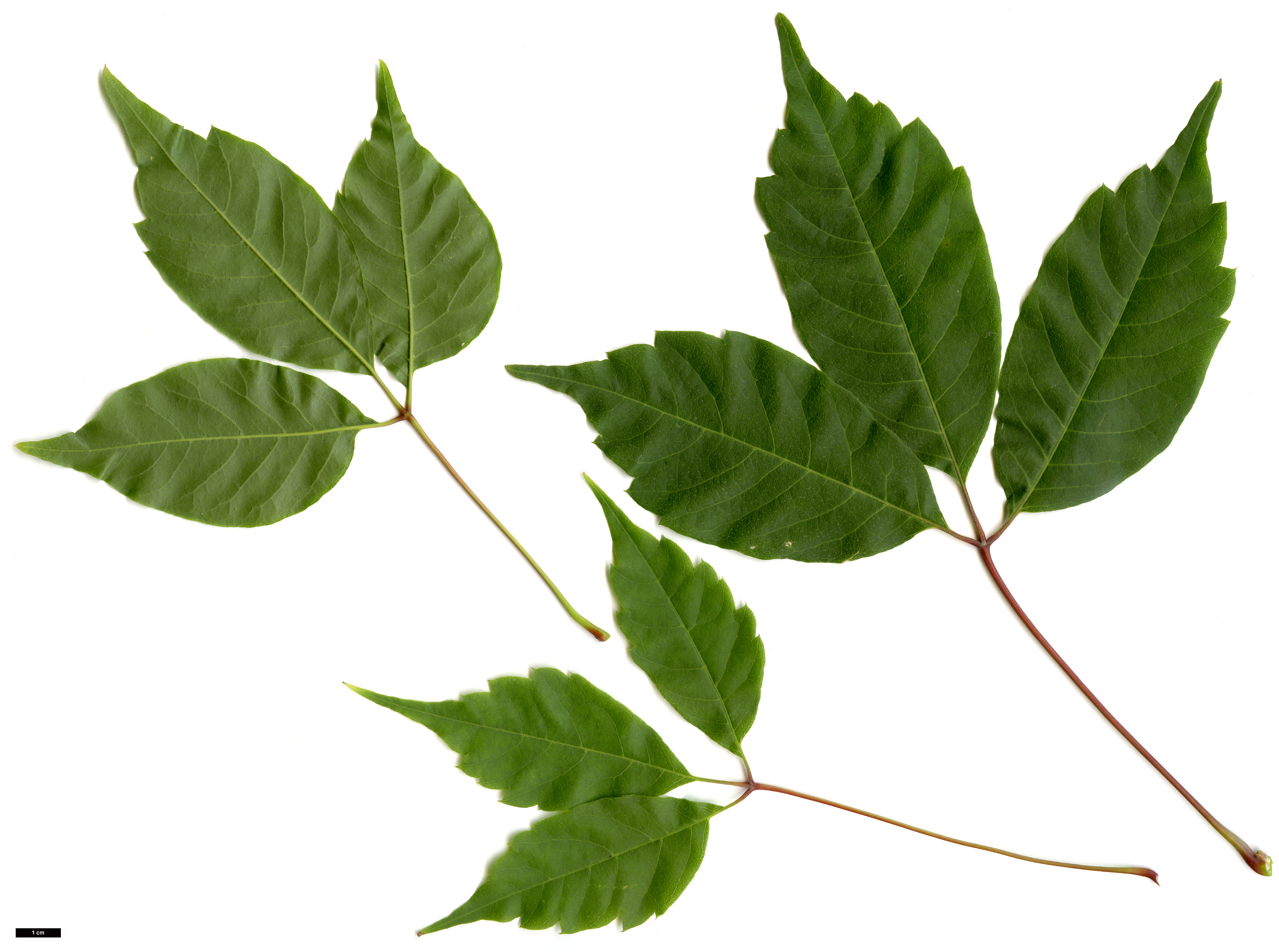 High resolution image: Family: Sapindaceae - Genus: Acer - Taxon: cissifolium