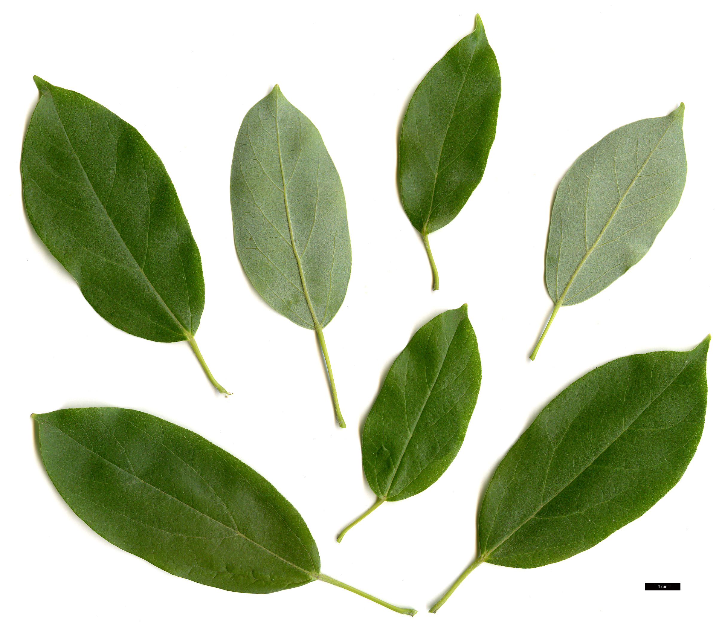 High resolution image: Family: Sapindaceae - Genus: Acer - Taxon: coriaceifolium