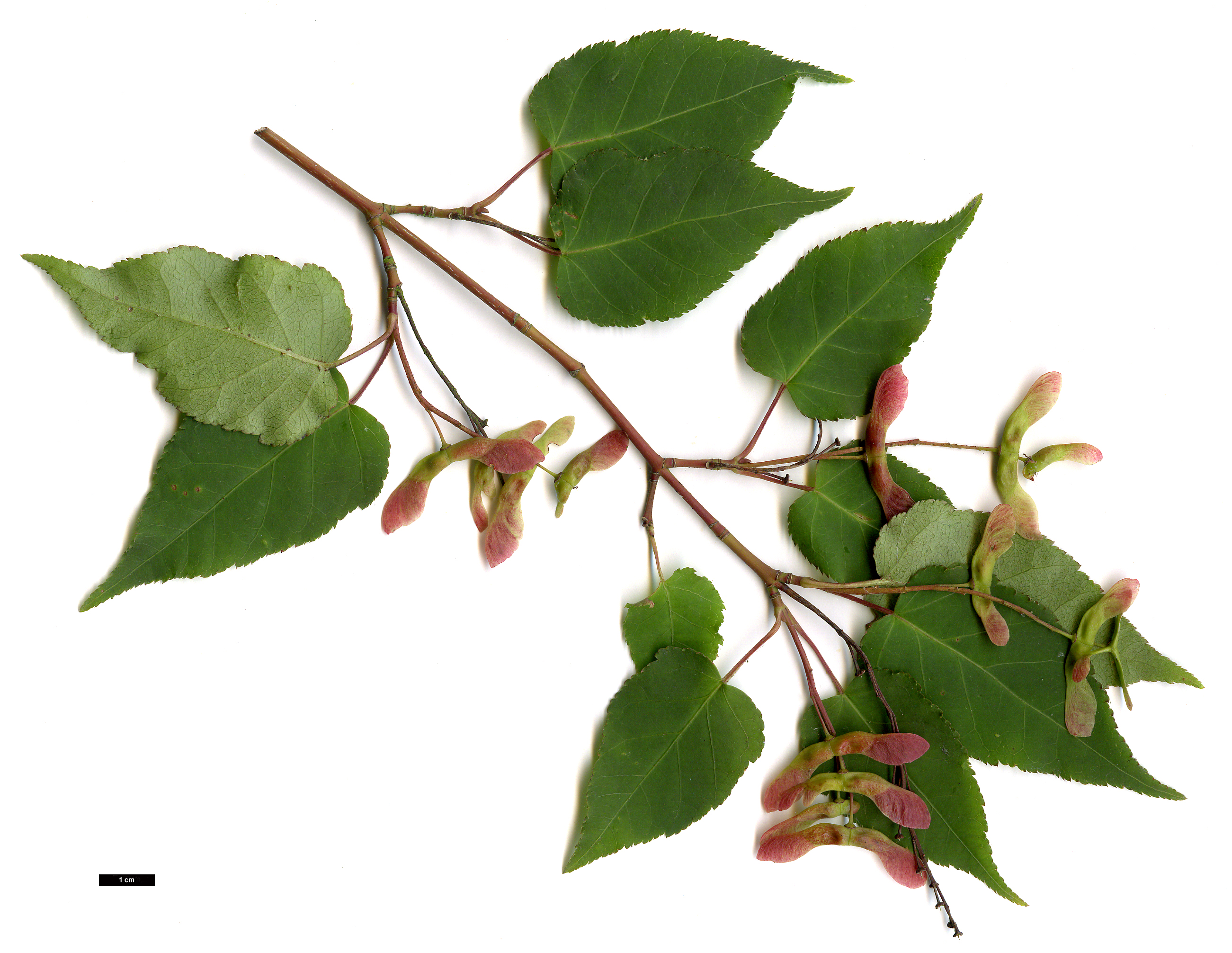 High resolution image: Family: Sapindaceae - Genus: Acer - Taxon: crataegifolium