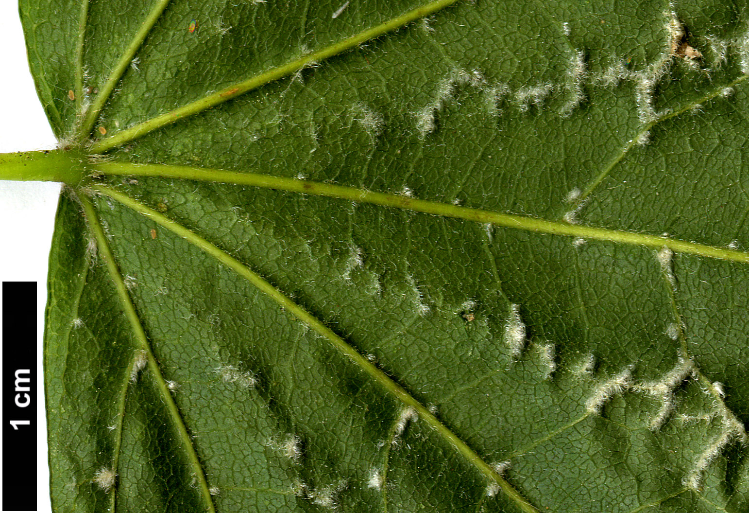 High resolution image: Family: Sapindaceae - Genus: Acer - Taxon: erianthum
