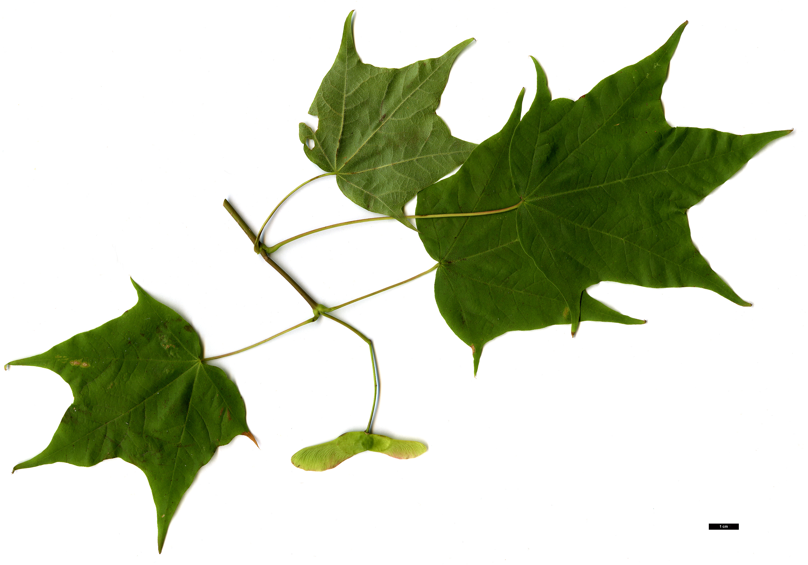 High resolution image: Family: Sapindaceae - Genus: Acer - Taxon: fulvescens