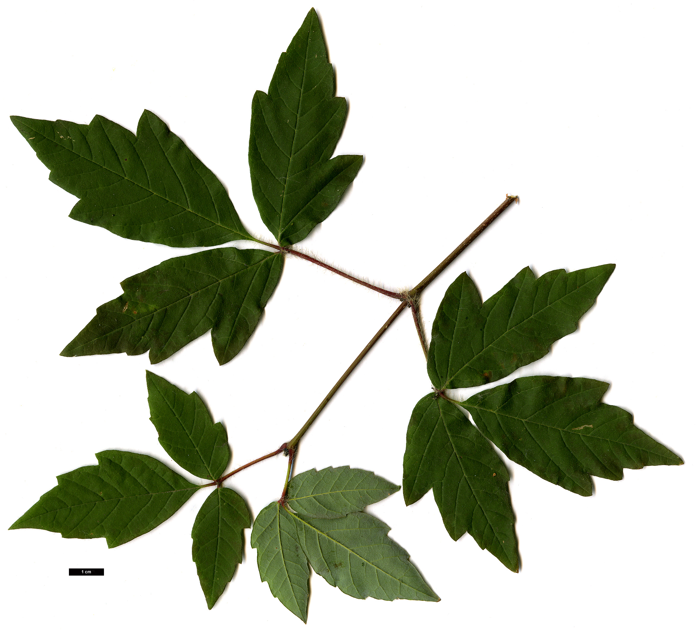 High resolution image: Family: Sapindaceae - Genus: Acer - Taxon: griseum