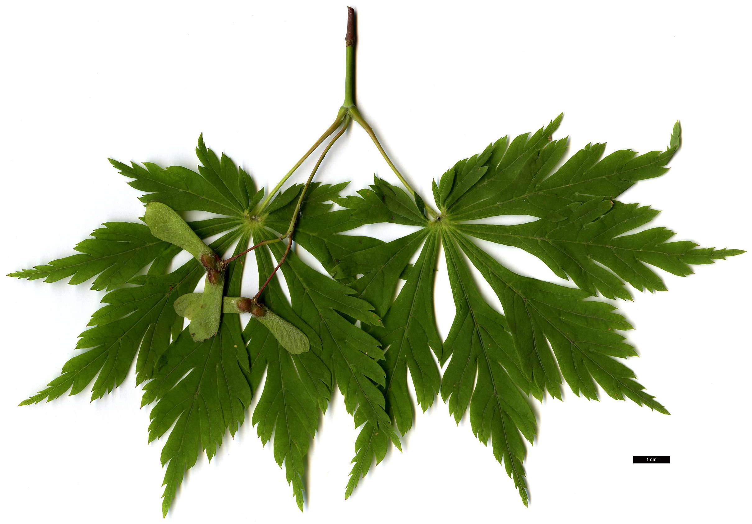 High resolution image: Family: Sapindaceae - Genus: Acer - Taxon: japonicum - SpeciesSub: 'Aconitifolium'