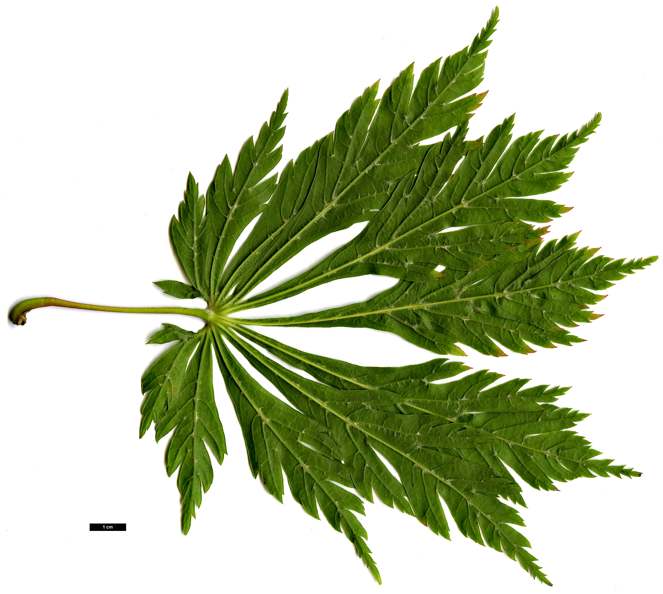 High resolution image: Family: Sapindaceae - Genus: Acer - Taxon: japonicum - SpeciesSub: 'Aconitifolium'
