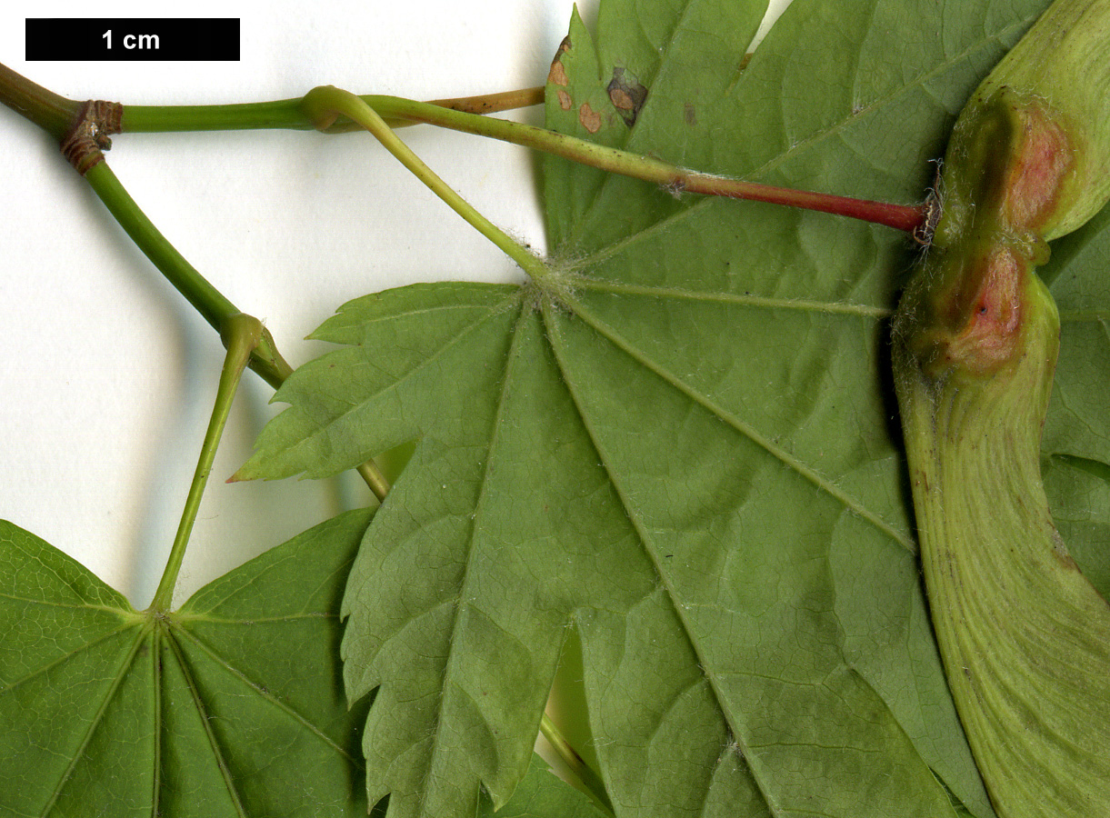 High resolution image: Family: Sapindaceae - Genus: Acer - Taxon: japonicum
