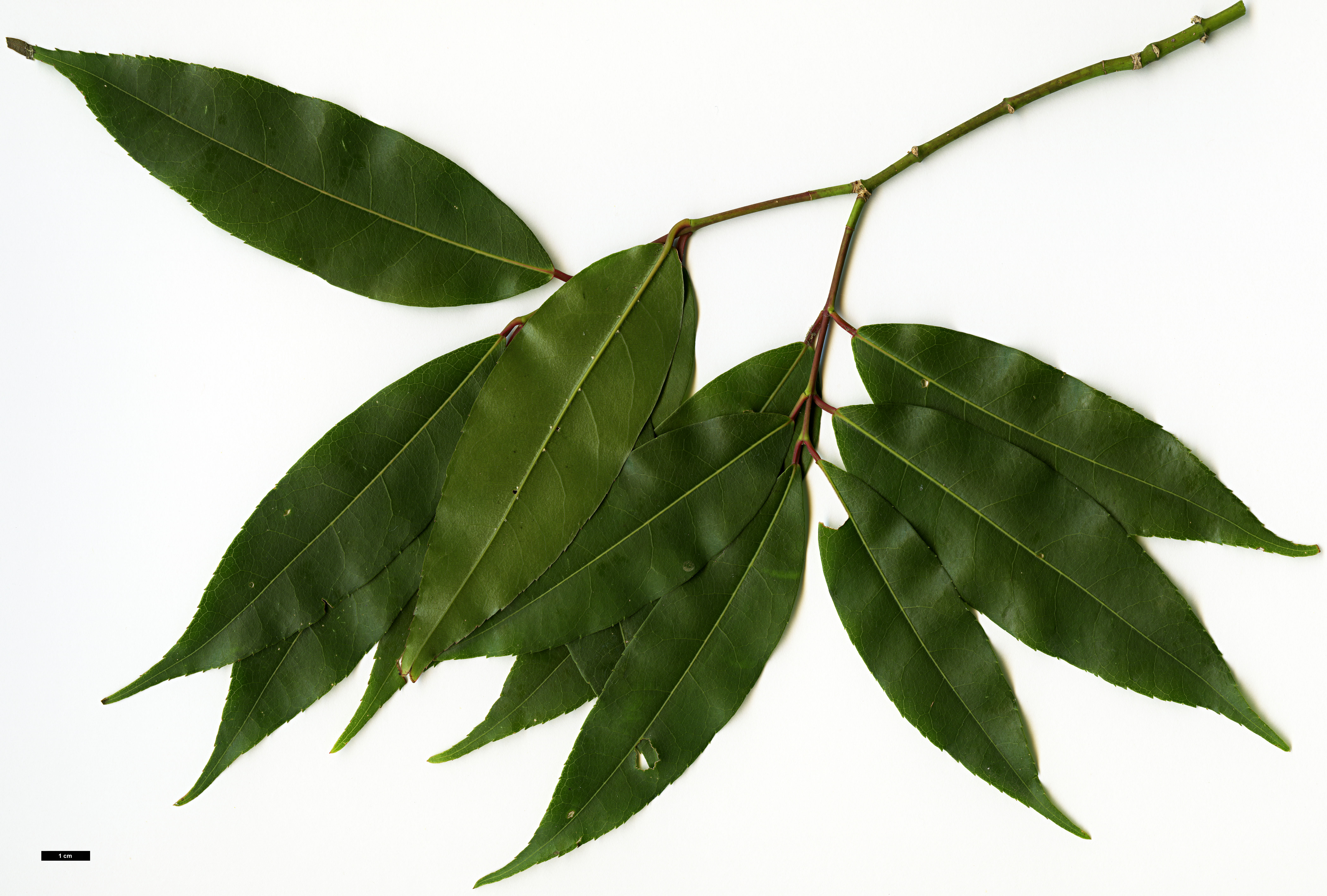 High resolution image: Family: Sapindaceae - Genus: Acer - Taxon: laevigatum