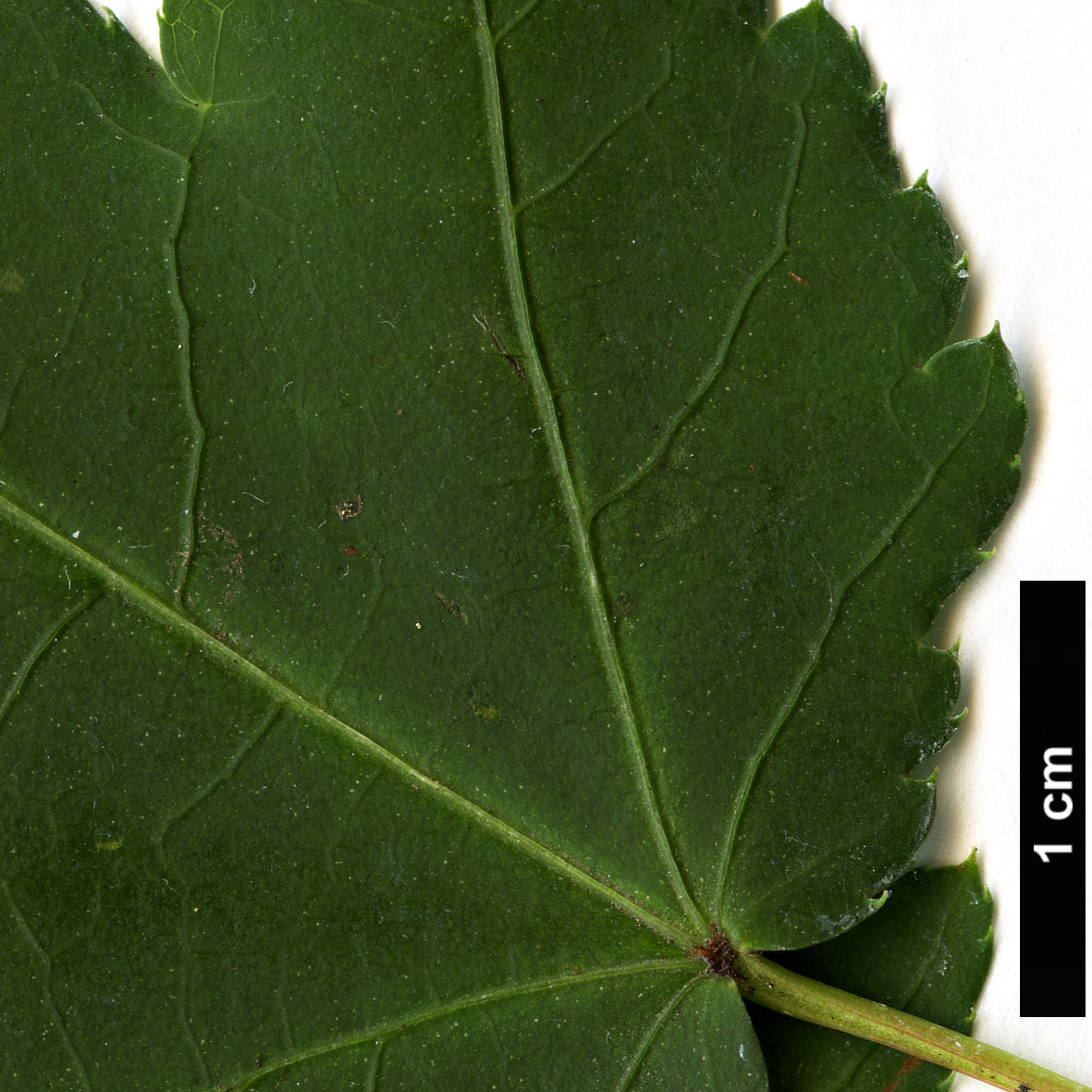 High resolution image: Family: Sapindaceae - Genus: Acer - Taxon: laxiflorum