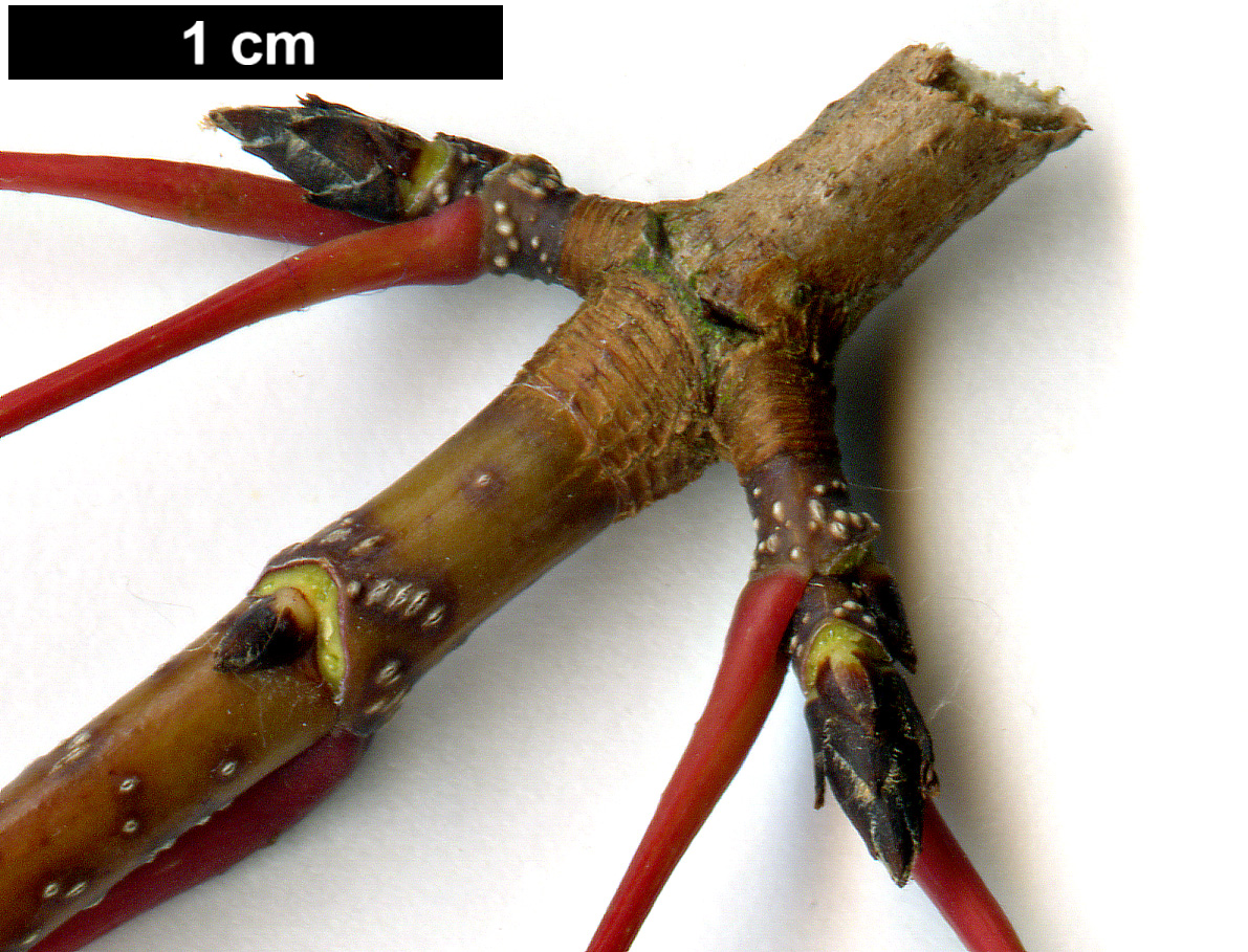 High resolution image: Family: Sapindaceae - Genus: Acer - Taxon: mandshuricum