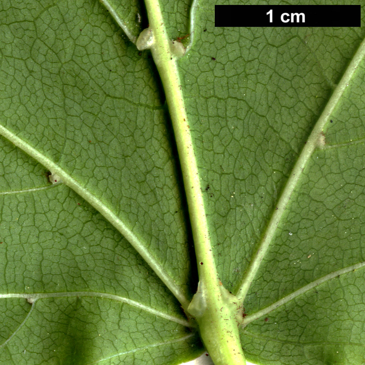 High resolution image: Family: Sapindaceae - Genus: Acer - Taxon: metcalfii