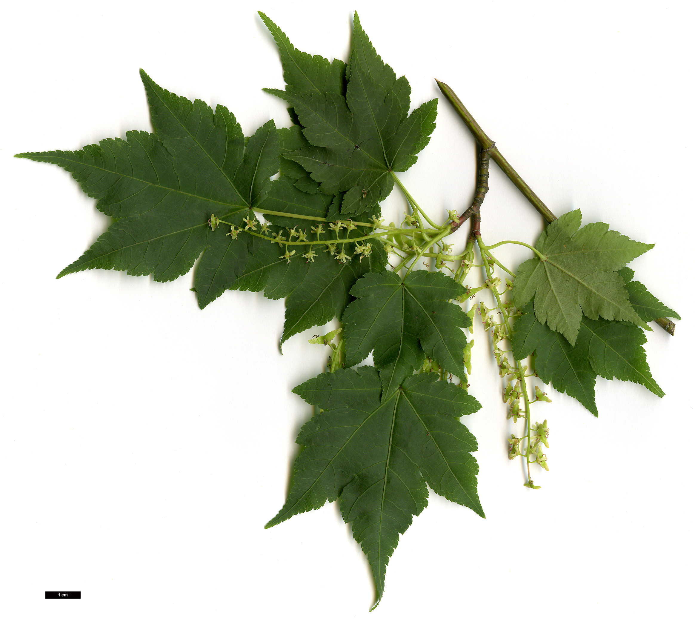 High resolution image: Family: Sapindaceae - Genus: Acer - Taxon: micranthum - SpeciesSub: 'Candelabrum'