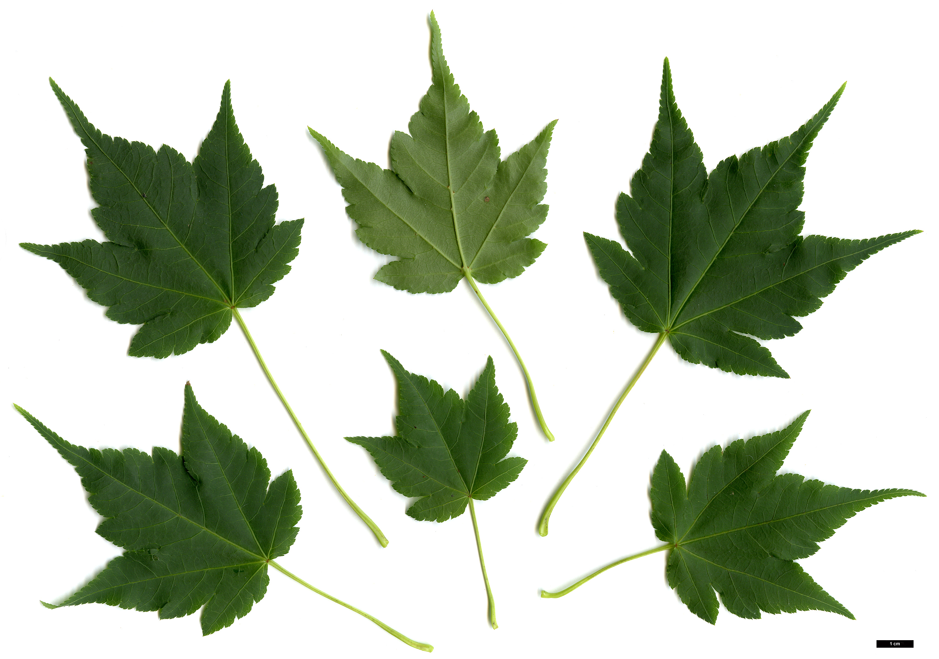 High resolution image: Family: Sapindaceae - Genus: Acer - Taxon: micranthum - SpeciesSub: 'Candelabrum'