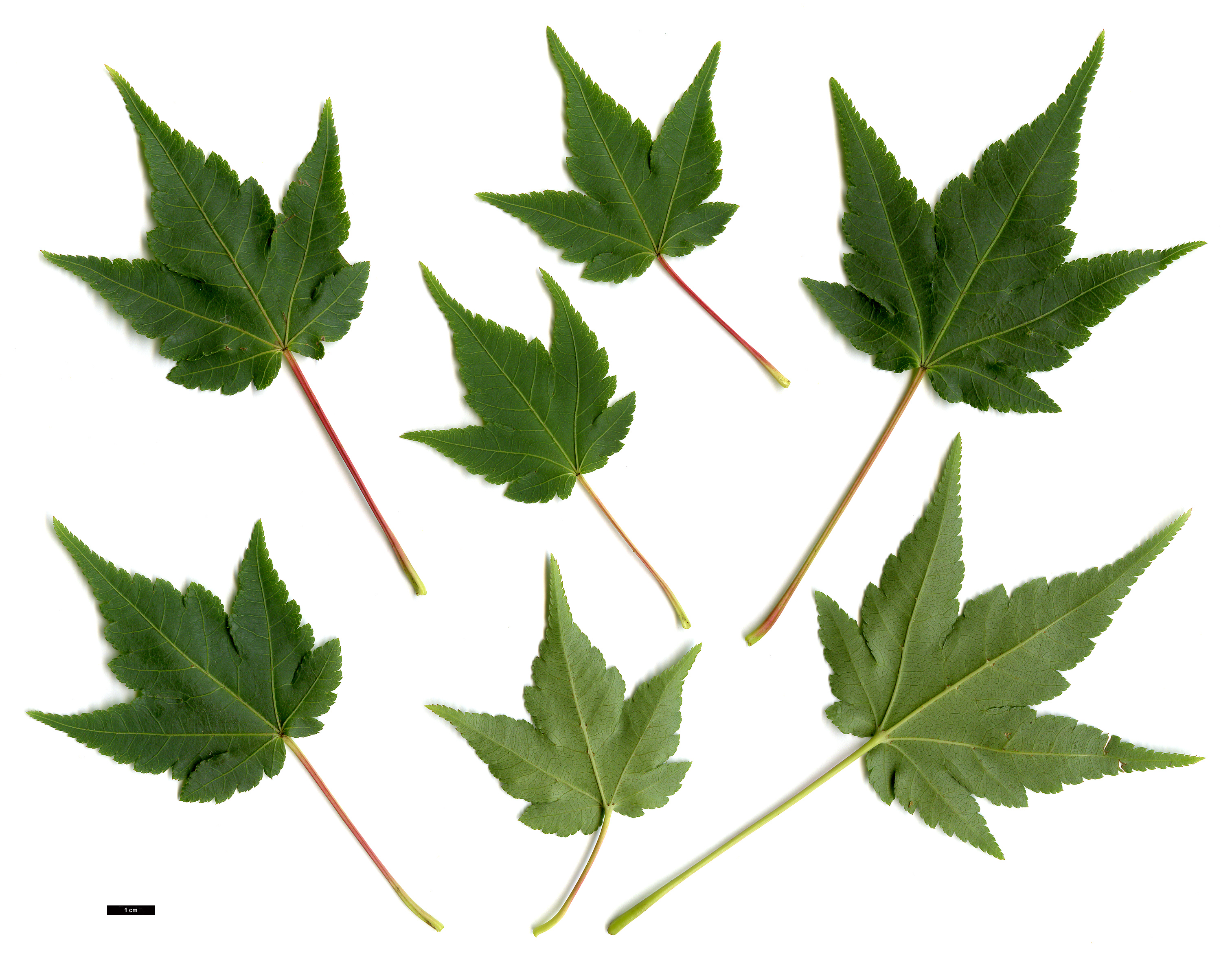 High resolution image: Family: Sapindaceae - Genus: Acer - Taxon: micranthum