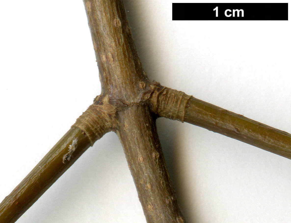 High resolution image: Family: Sapindaceae - Genus: Acer - Taxon: monspessulanum