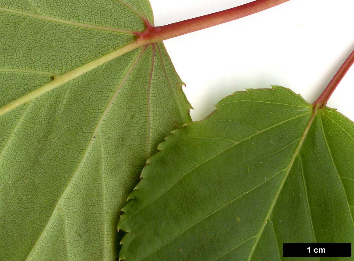 High resolution image: Family: Sapindaceae - Genus: Acer - Taxon: morifolium