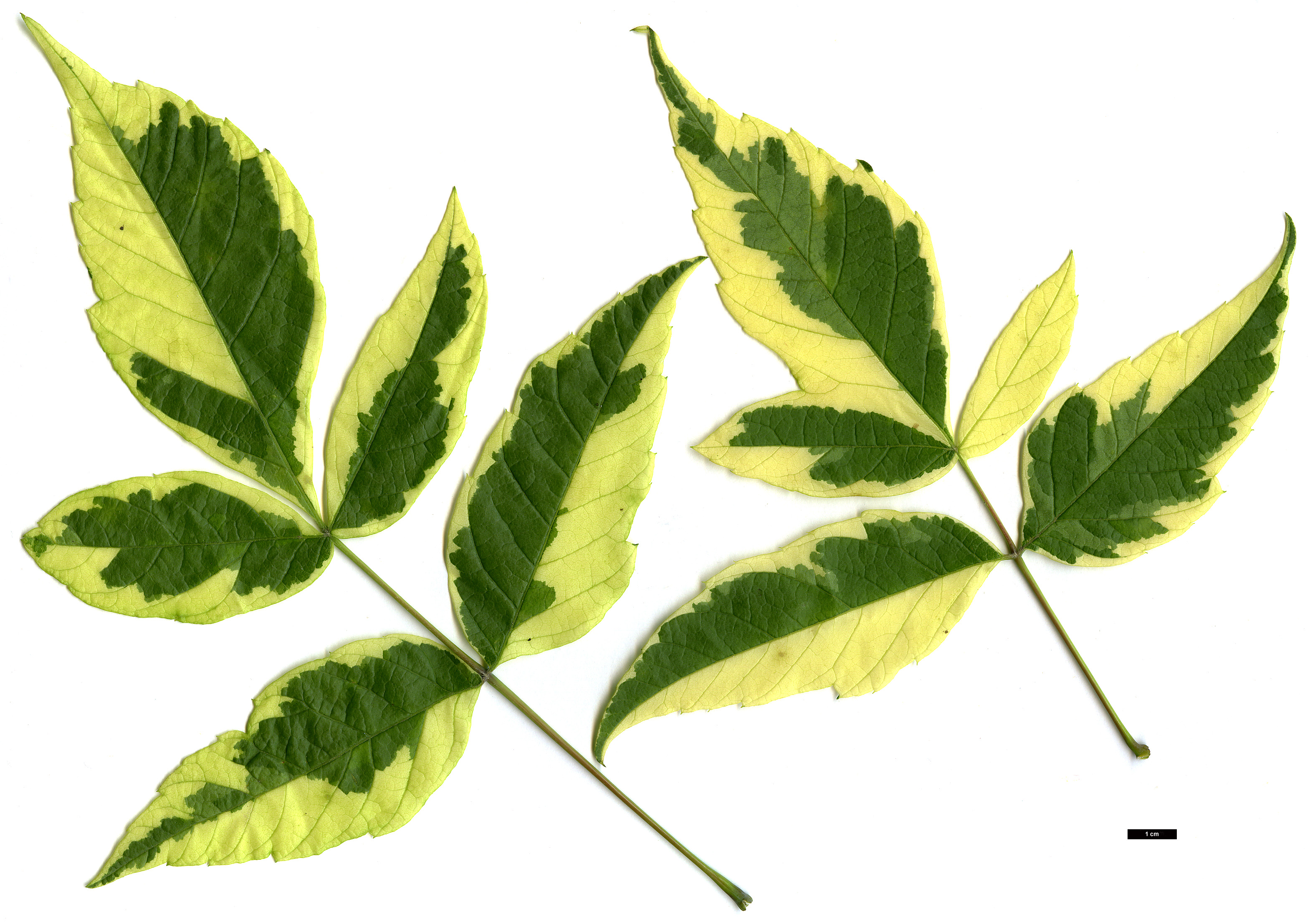 High resolution image: Family: Sapindaceae - Genus: Acer - Taxon: negundo - SpeciesSub: 'Aureomarginatum'