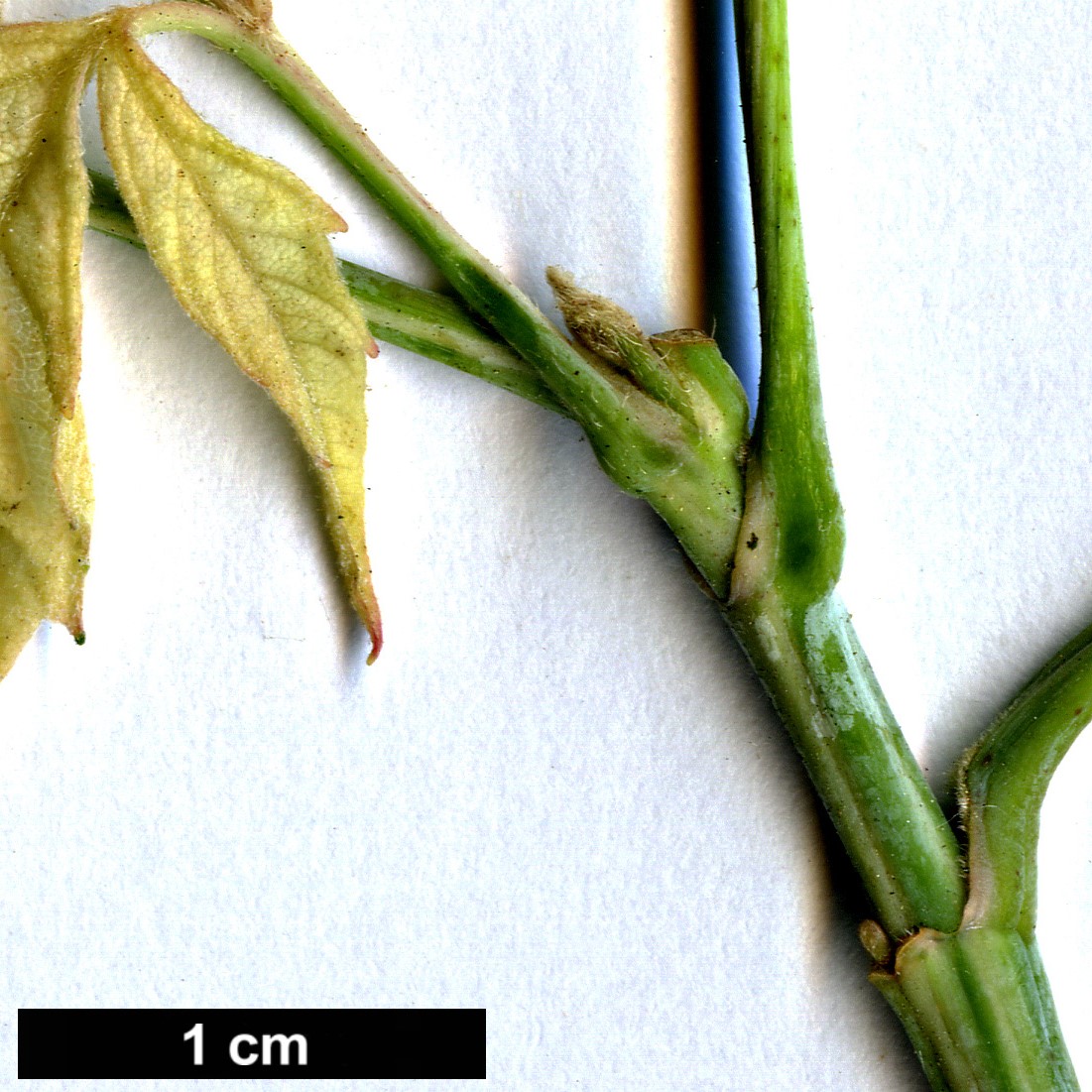 High resolution image: Family: Sapindaceae - Genus: Acer - Taxon: negundo - SpeciesSub: 'Flamingo'