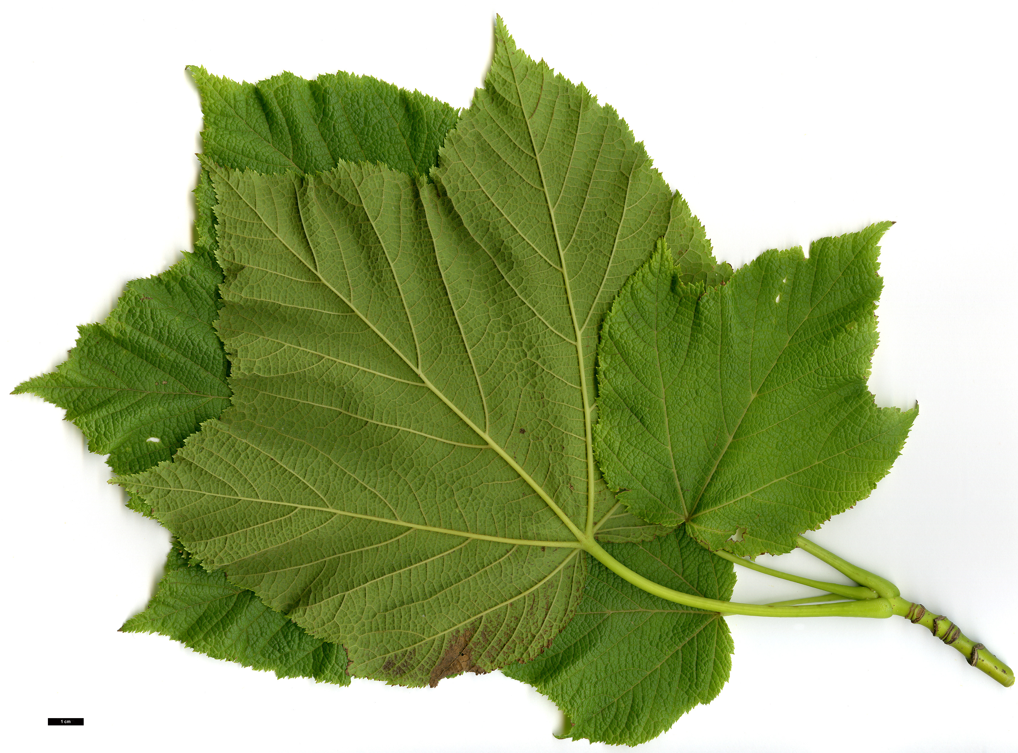 High resolution image: Family: Sapindaceae - Genus: Acer - Taxon: nipponicum