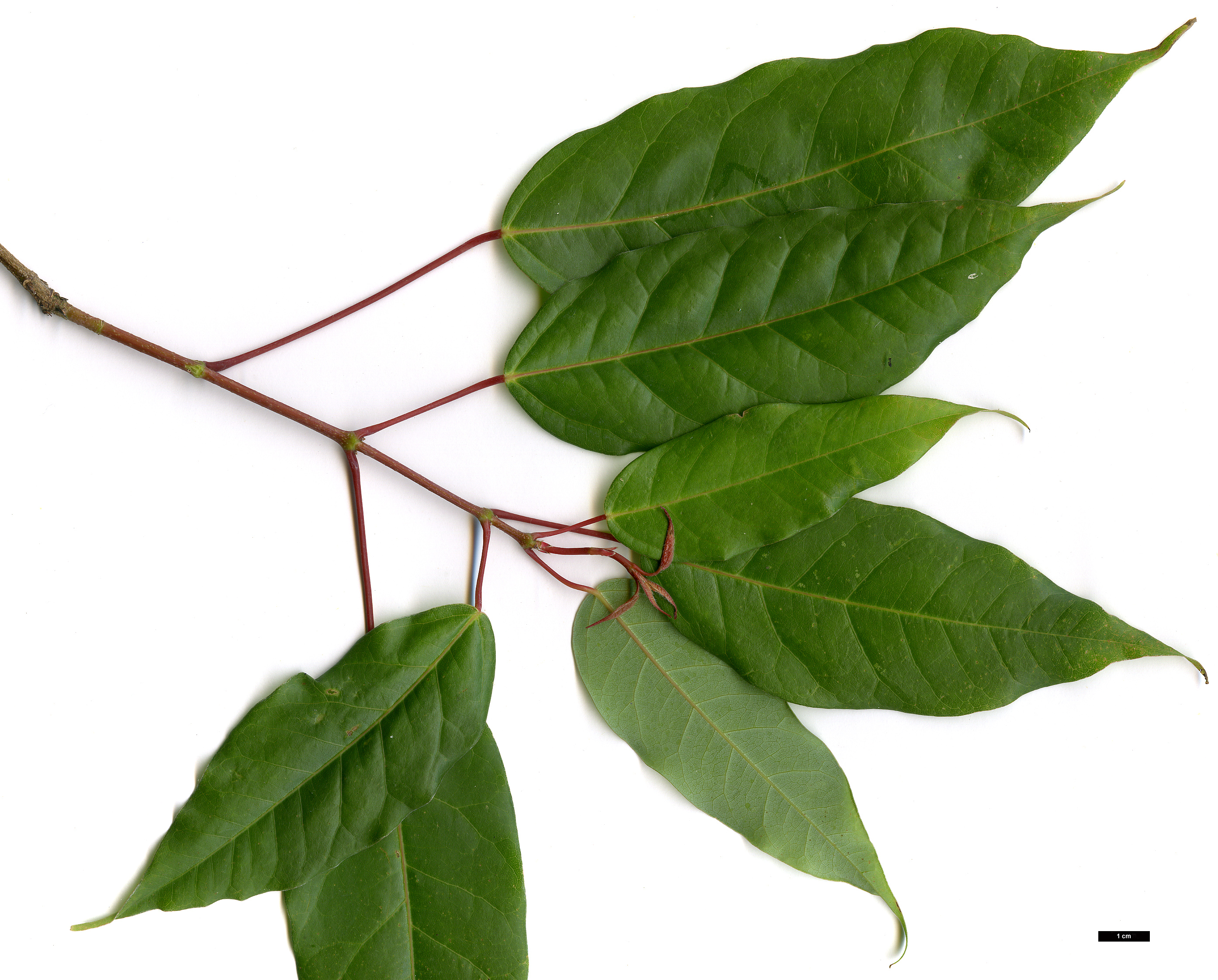 High resolution image: Family: Sapindaceae - Genus: Acer - Taxon: oblongum