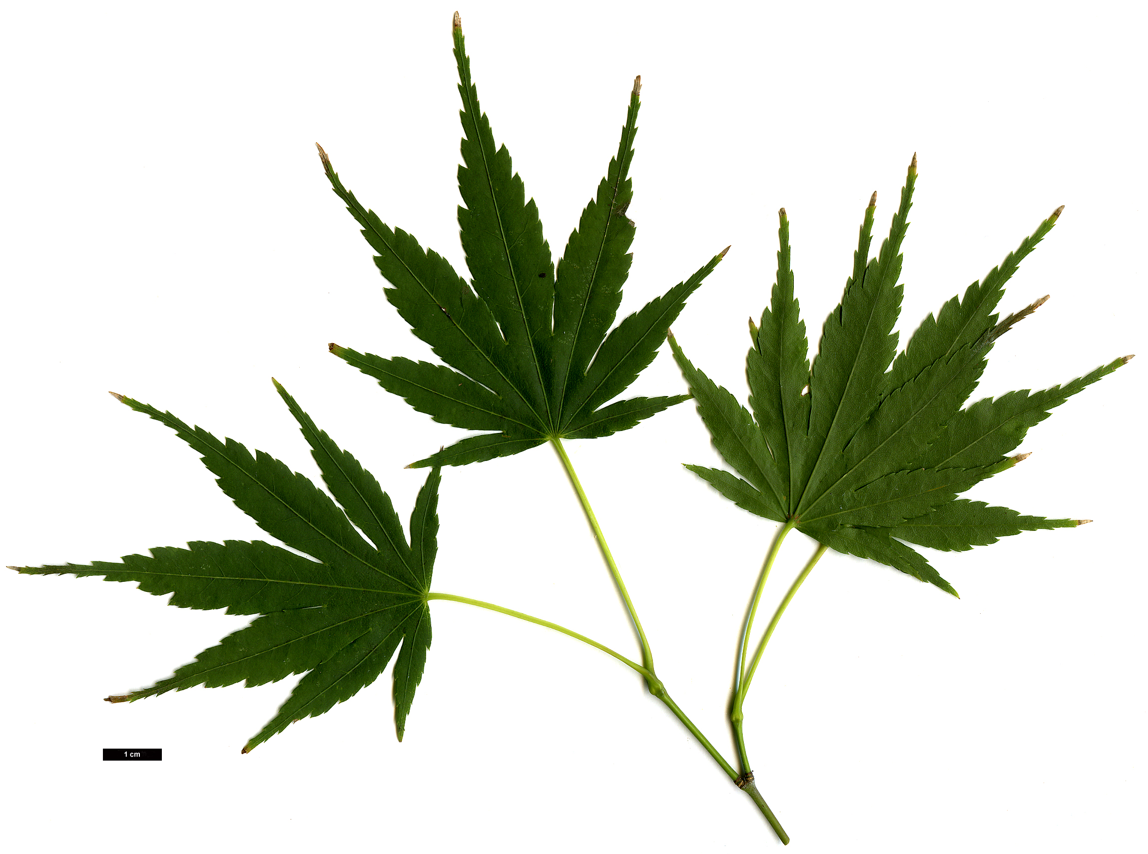 High resolution image: Family: Sapindaceae - Genus: Acer - Taxon: palmatum