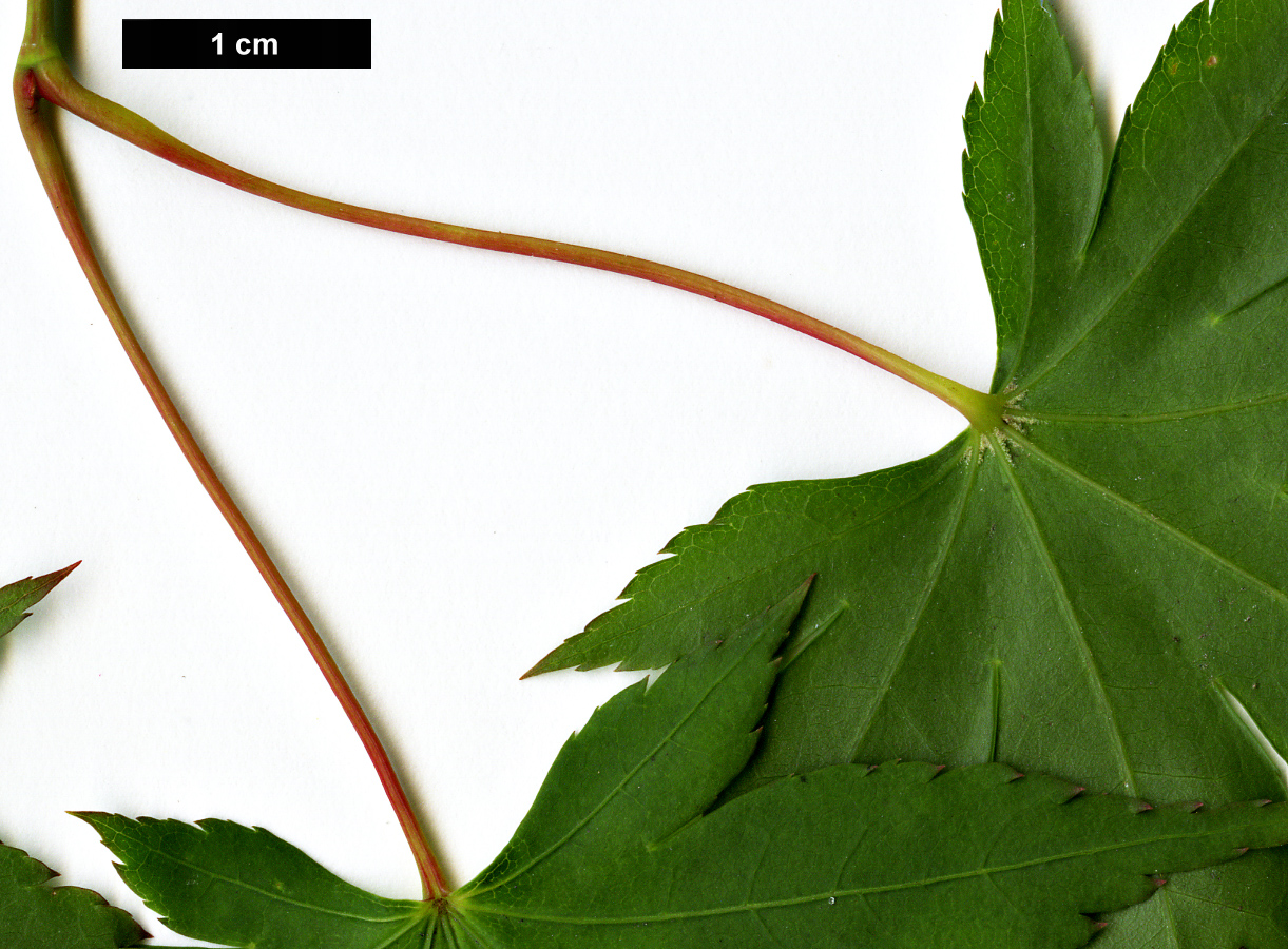 High resolution image: Family: Sapindaceae - Genus: Acer - Taxon: palmatum