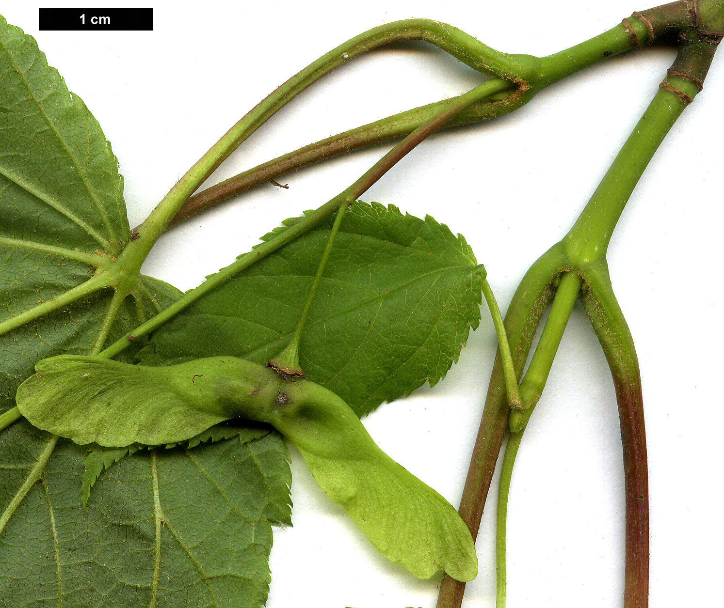 High resolution image: Family: Sapindaceae - Genus: Acer - Taxon: pensylvanicum