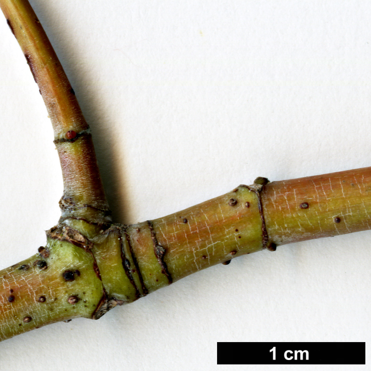 High resolution image: Family: Sapindaceae - Genus: Acer - Taxon: pinnatinervium