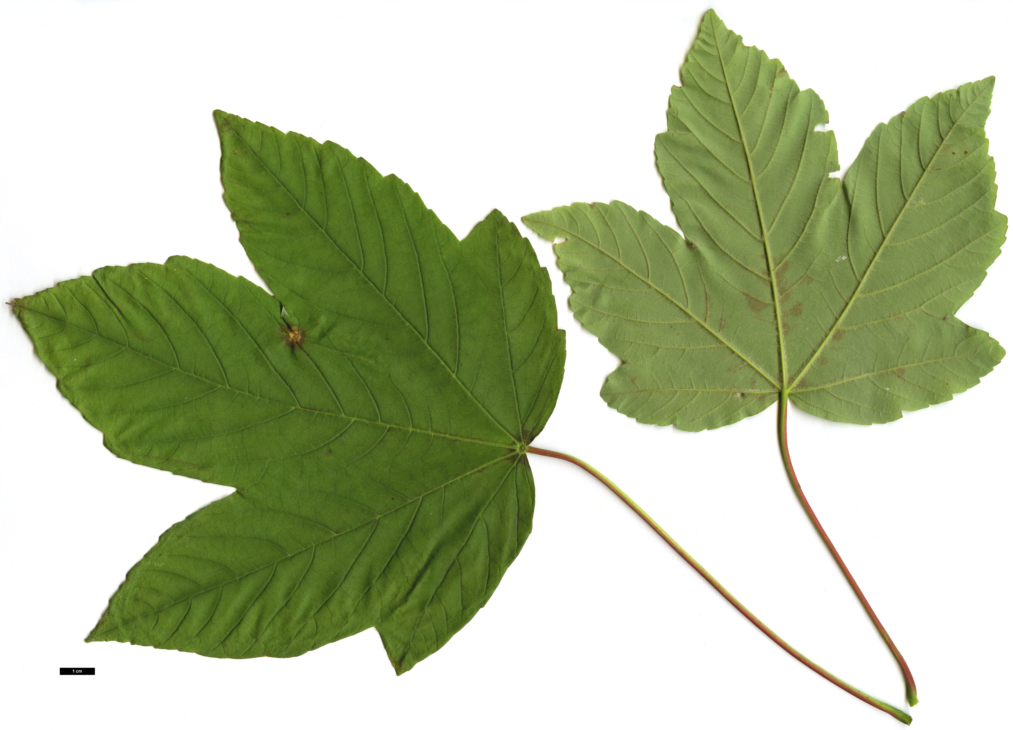 High resolution image: Family: Sapindaceae - Genus: Acer - Taxon: pseudoplatanus - SpeciesSub: 'Corstorphinense'