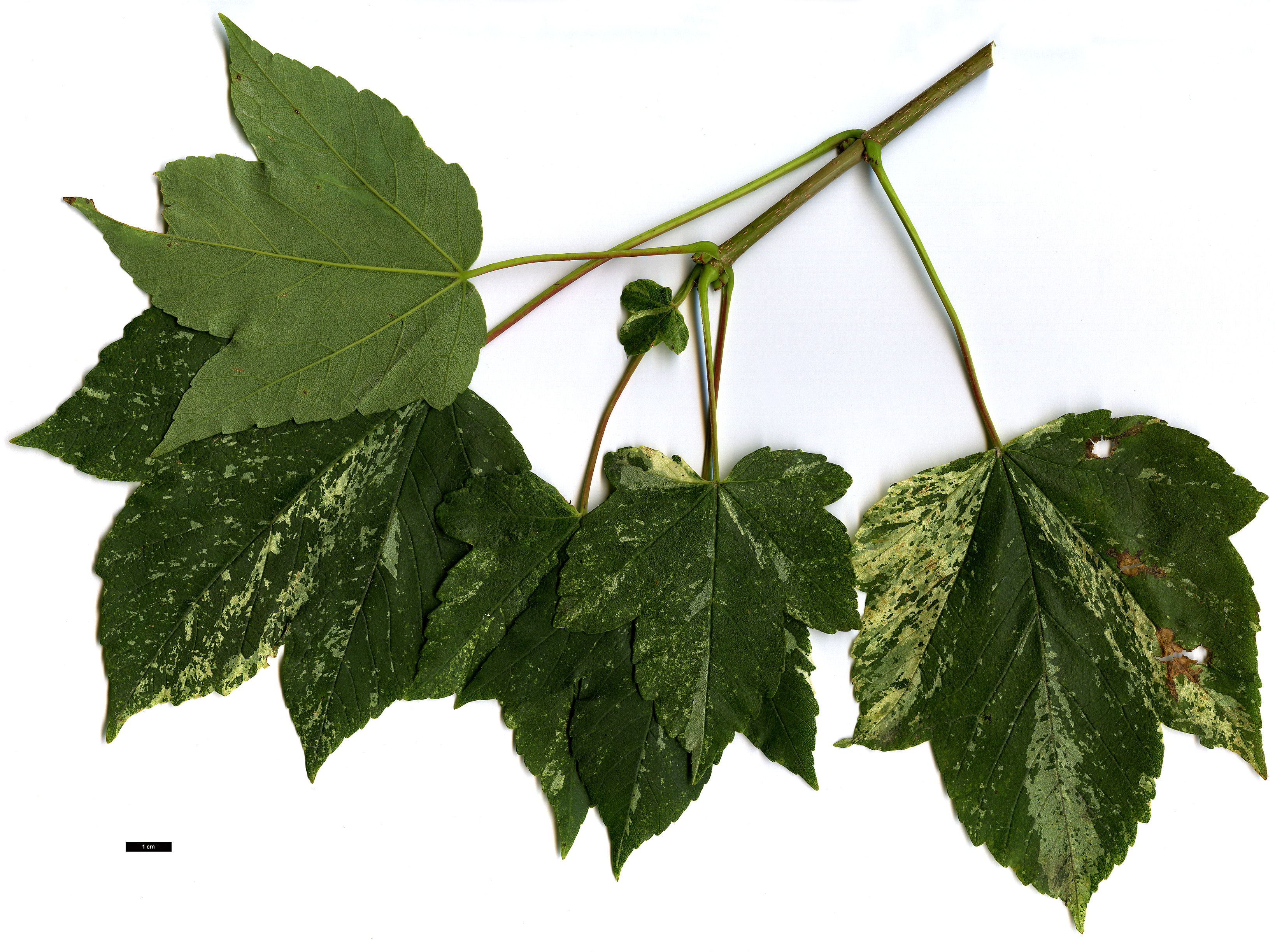 High resolution image: Family: Sapindaceae - Genus: Acer - Taxon: pseudoplatanus - SpeciesSub: 'Leopoldii'
