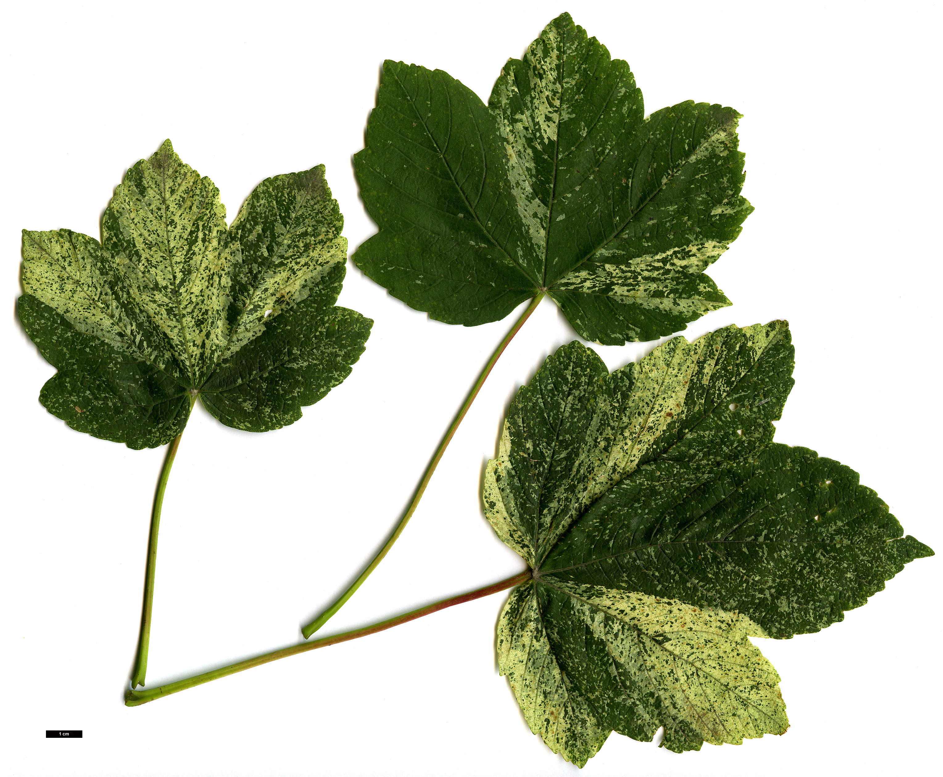 High resolution image: Family: Sapindaceae - Genus: Acer - Taxon: pseudoplatanus - SpeciesSub: 'Leopoldii'
