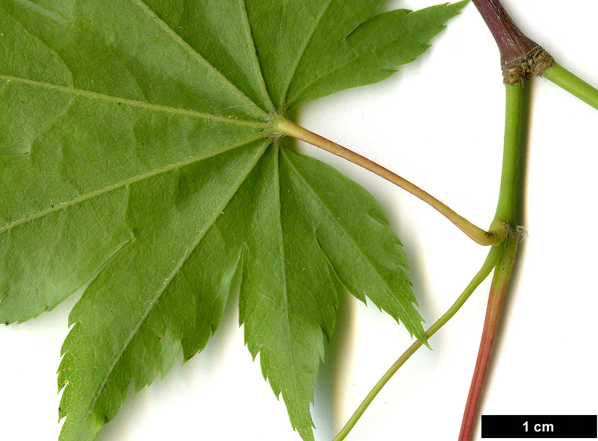 High resolution image: Family: Sapindaceae - Genus: Acer - Taxon: pseudosieboldianum
