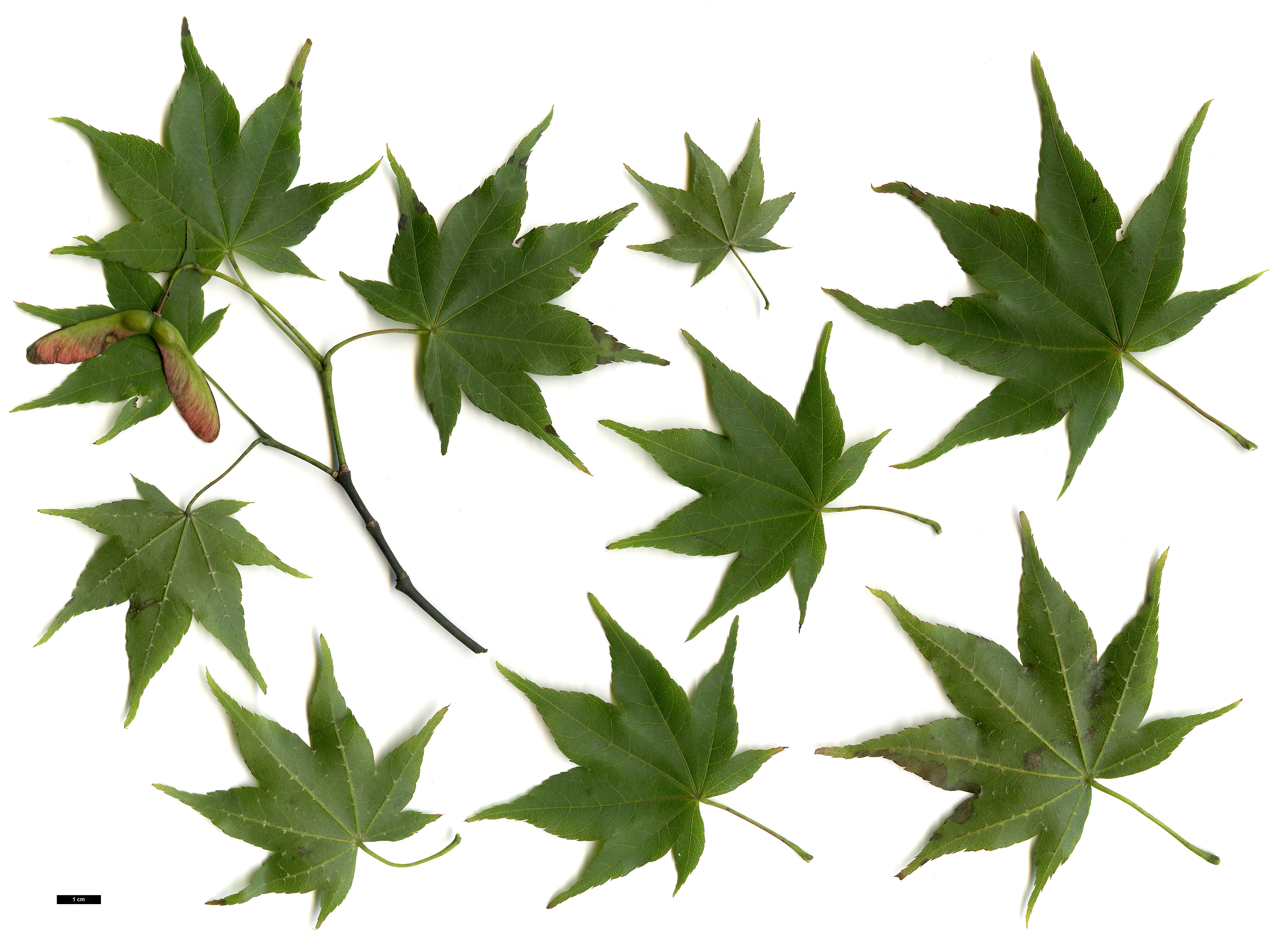 High resolution image: Family: Sapindaceae - Genus: Acer - Taxon: robustum