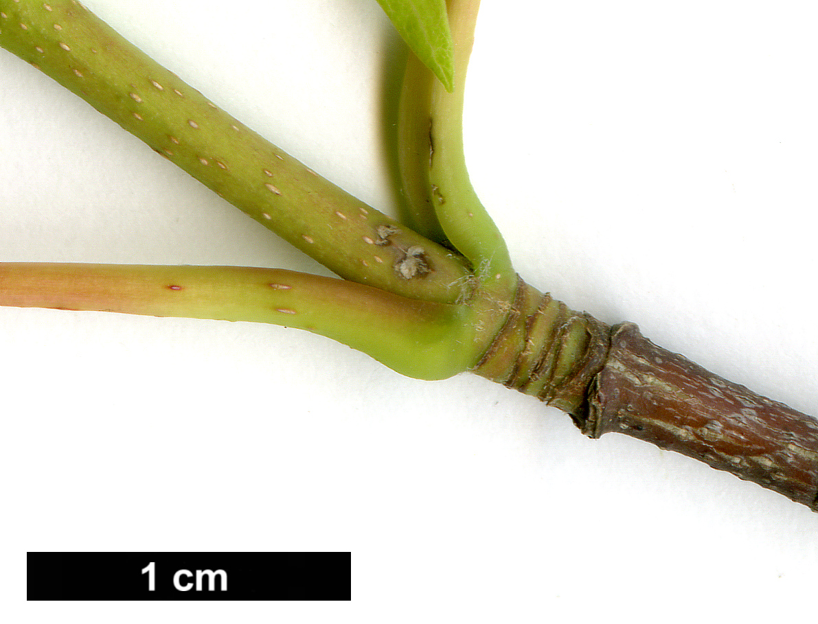 High resolution image: Family: Sapindaceae - Genus: Acer - Taxon: rubrum