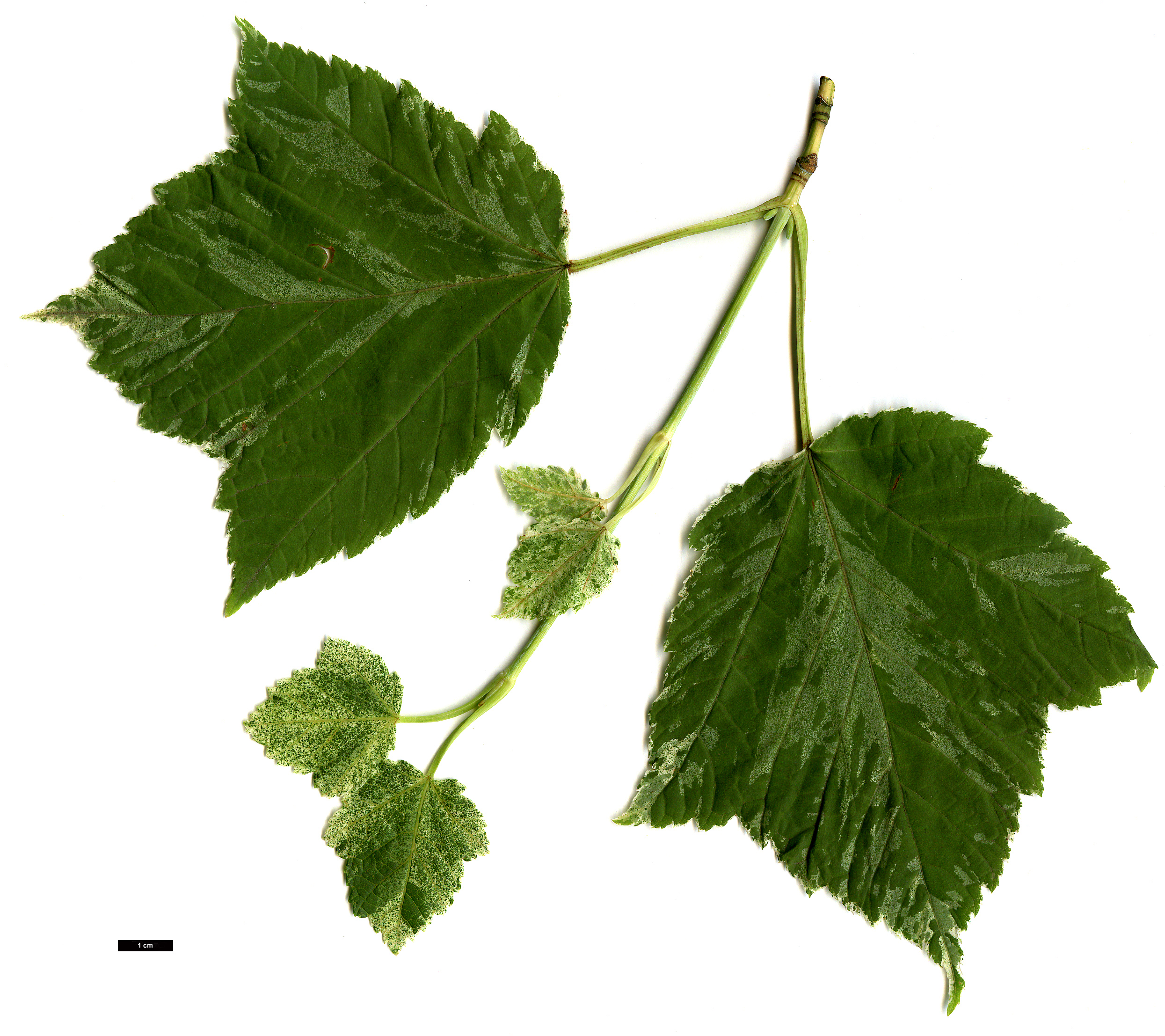 High resolution image: Family: Sapindaceae - Genus: Acer - Taxon: rufinerve - SpeciesSub: 'Albolimbatum'