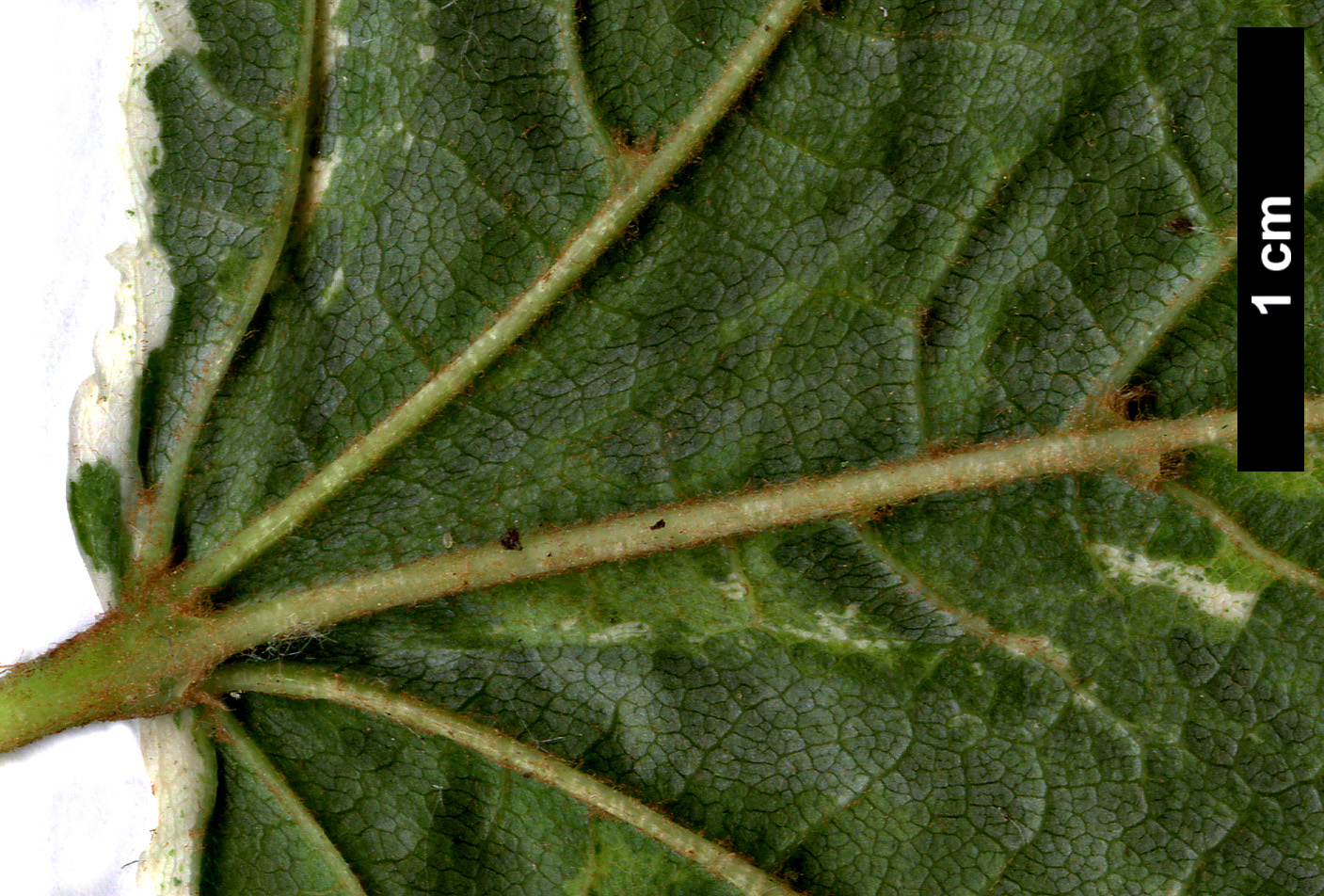 High resolution image: Family: Sapindaceae - Genus: Acer - Taxon: rufinerve - SpeciesSub: 'Albolimbatum'