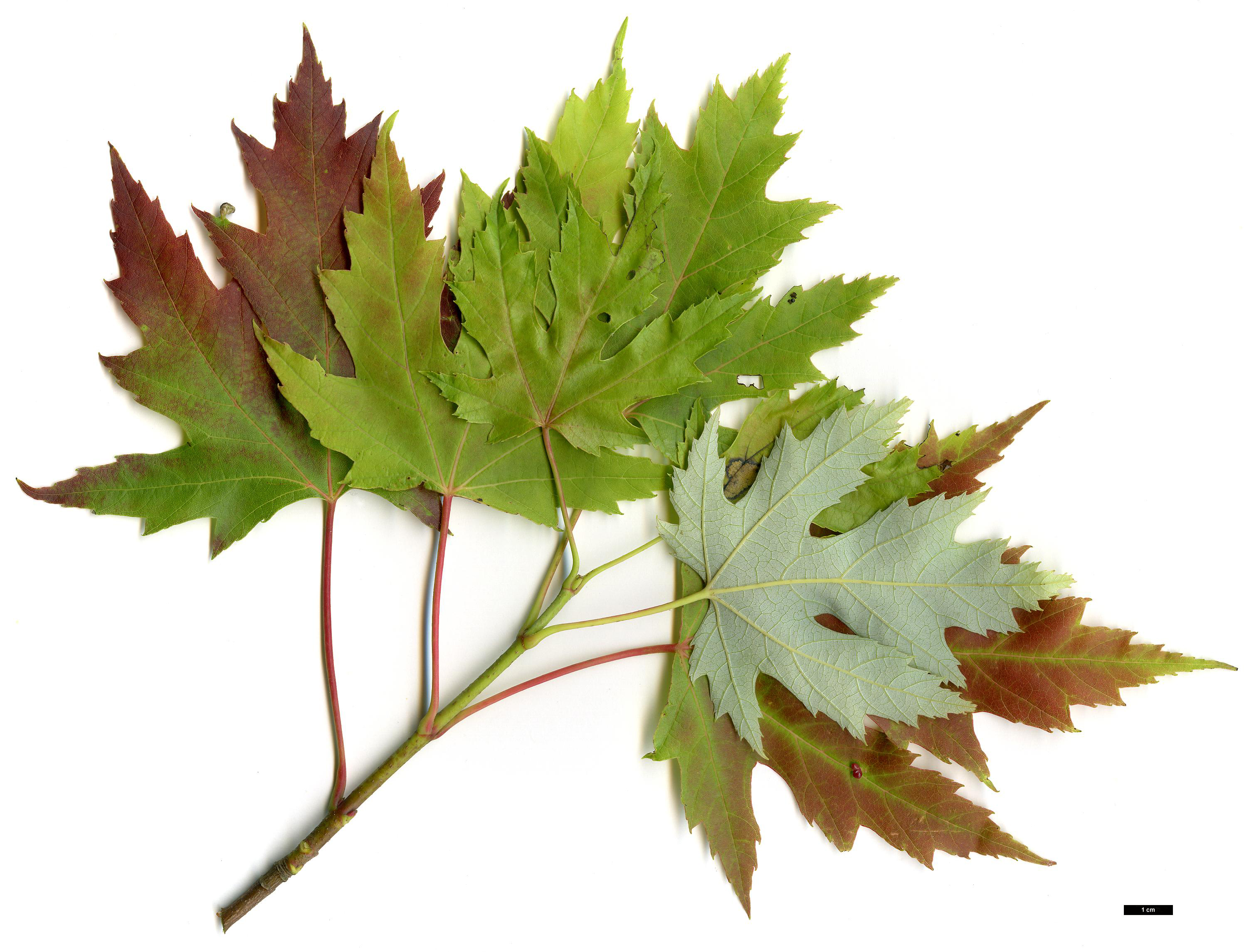 High resolution image: Family: Sapindaceae - Genus: Acer - Taxon: saccharinum