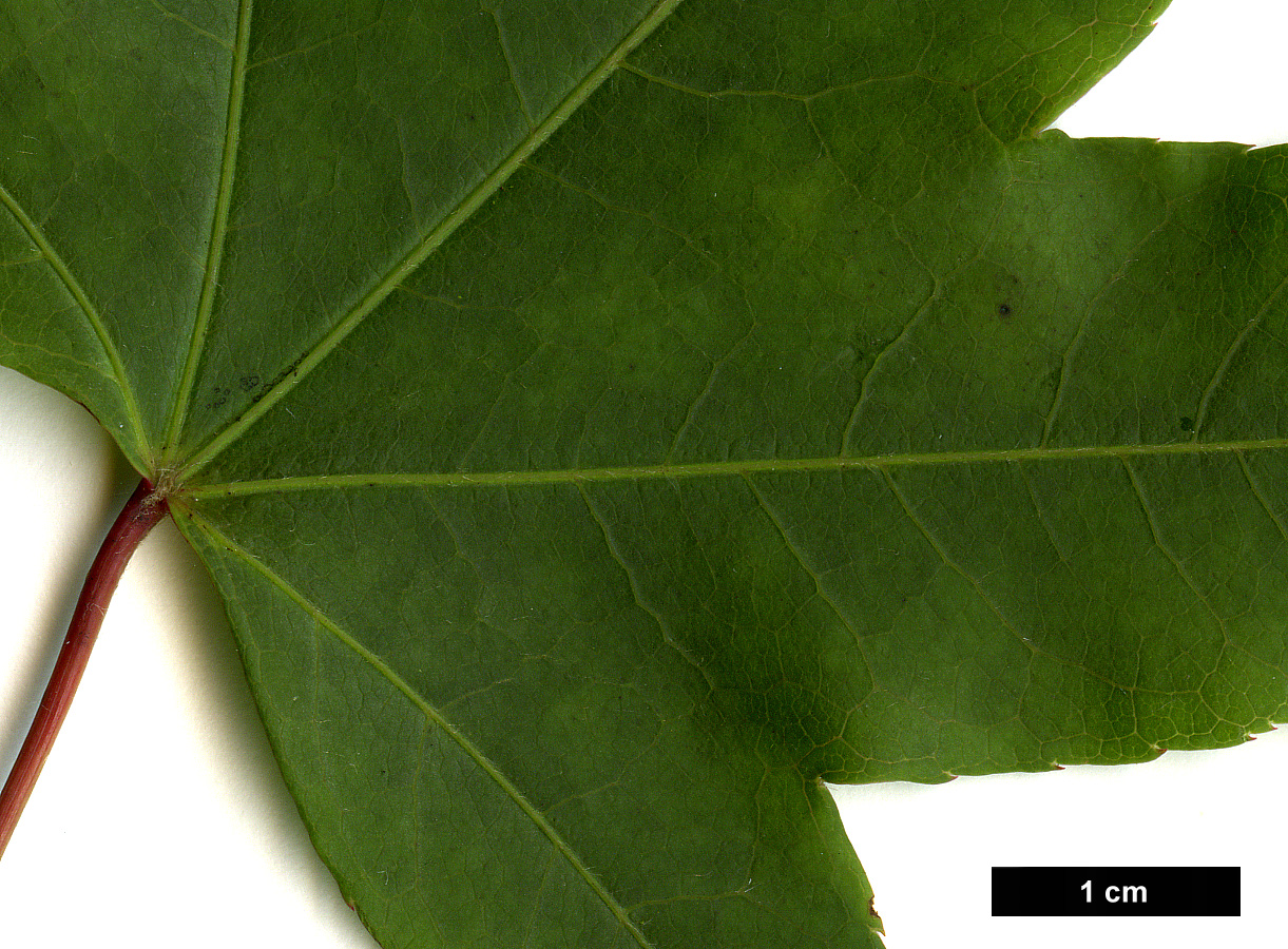 High resolution image: Family: Sapindaceae - Genus: Acer - Taxon: schneiderianum